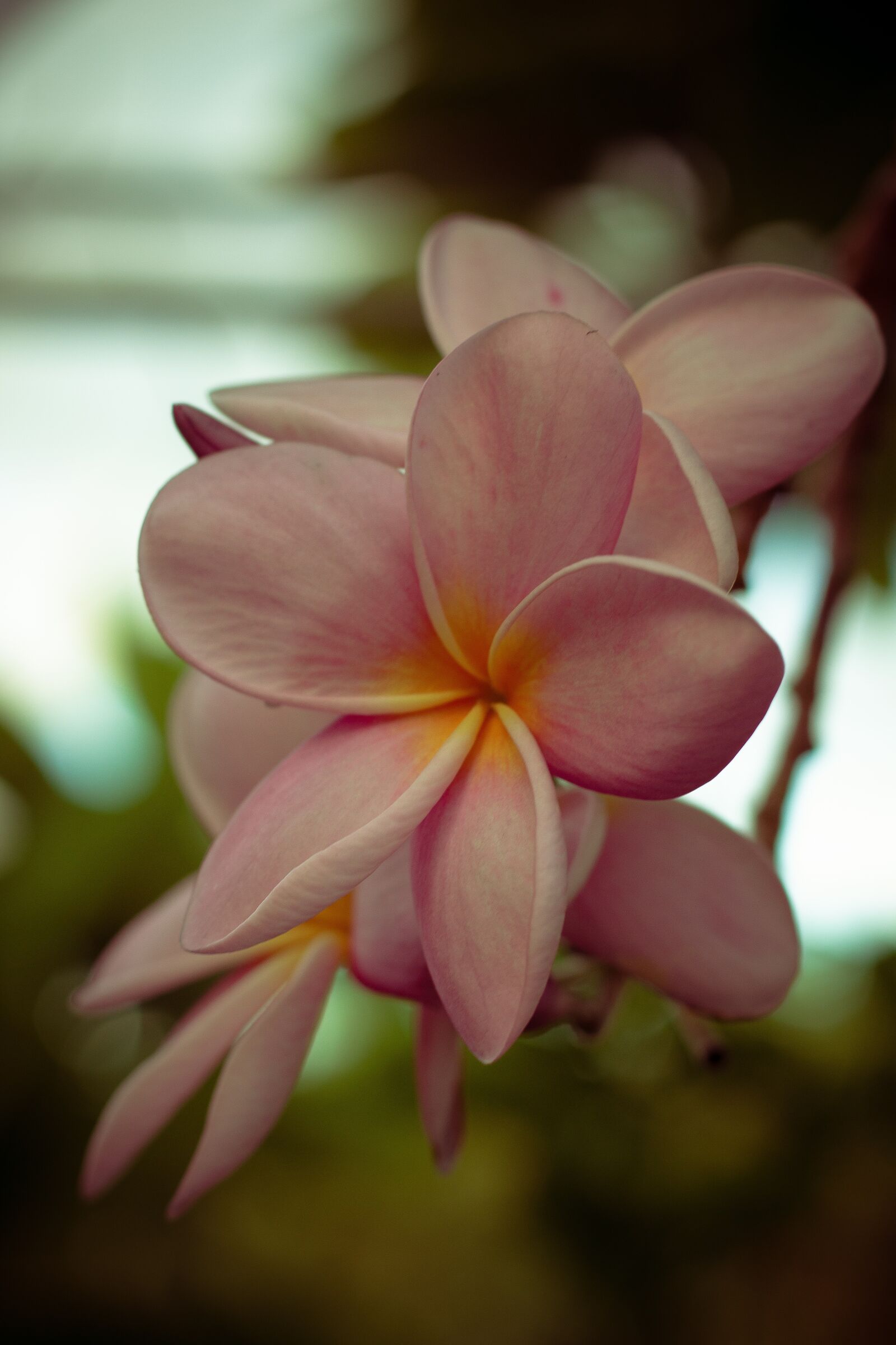Canon EOS 700D (EOS Rebel T5i / EOS Kiss X7i) + Canon EF 50mm F1.8 STM sample photo. Plumeria, flower, flowers photography