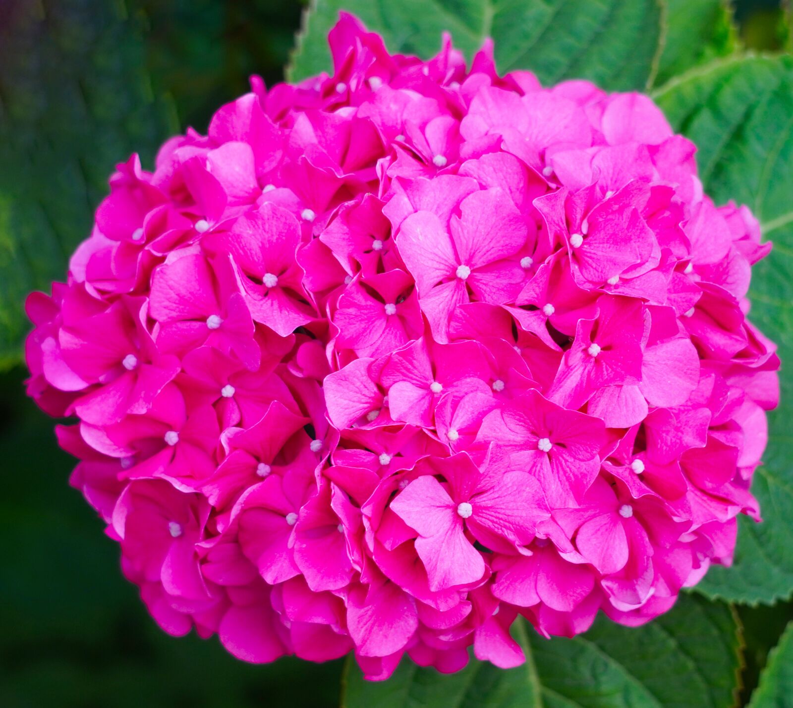 Sony E 55-210mm F4.5-6.3 OSS sample photo. Hydrangeas, blossom, bloom photography