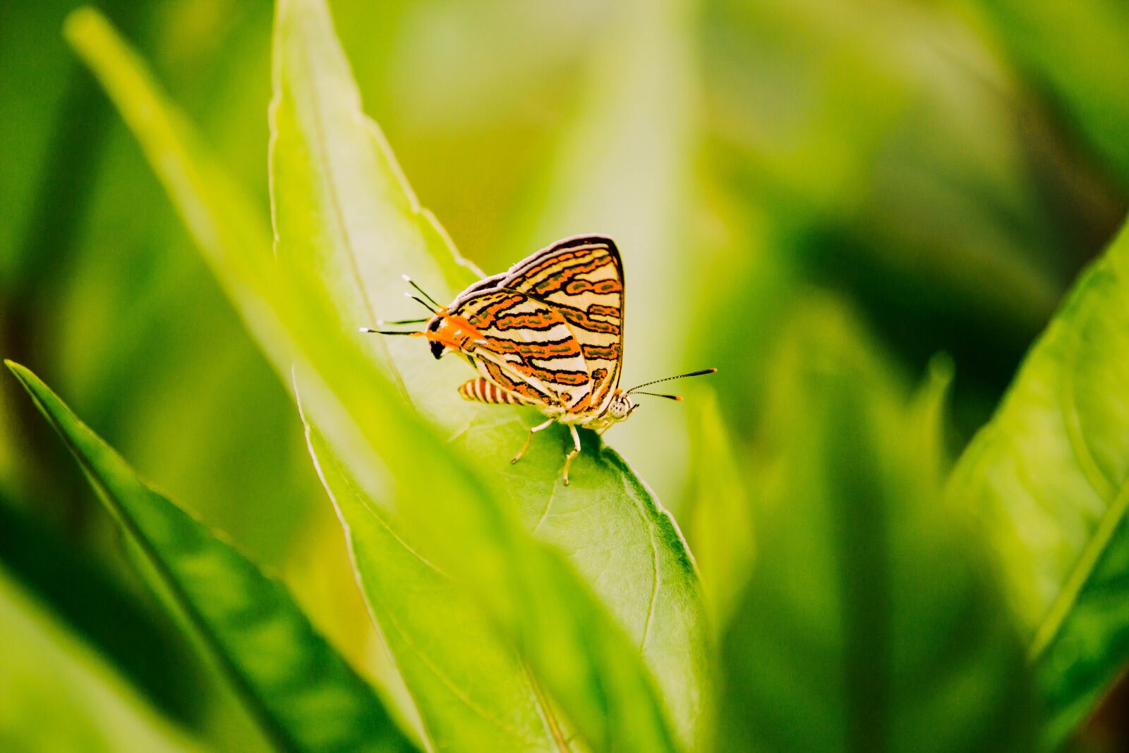 Canon EOS 700D (EOS Rebel T5i / EOS Kiss X7i) sample photo. Butterfly, insect, nature photography