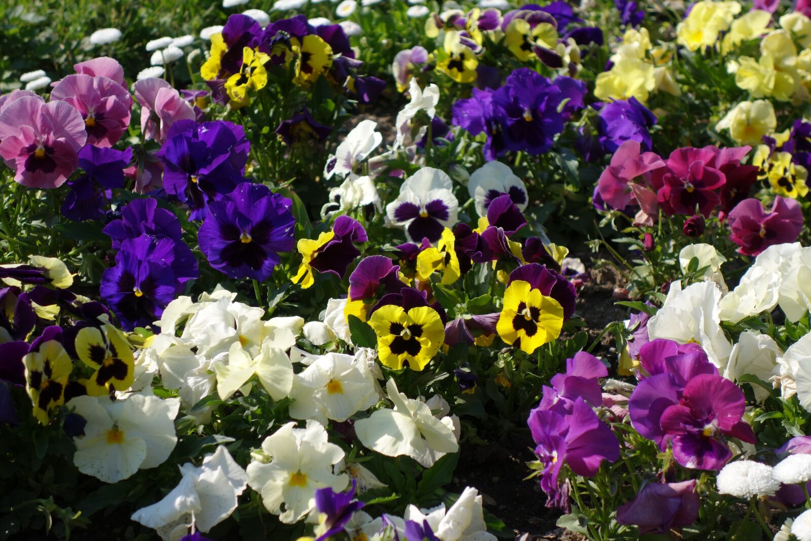 Sony Cyber-shot DSC-RX100 II sample photo. Pansy, flower, spring photography
