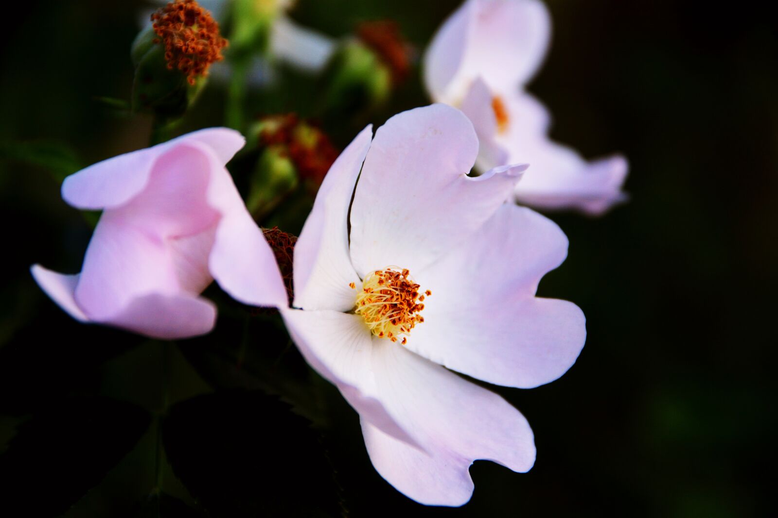 Nikon D5200 sample photo. Flower, flowers, wild photography