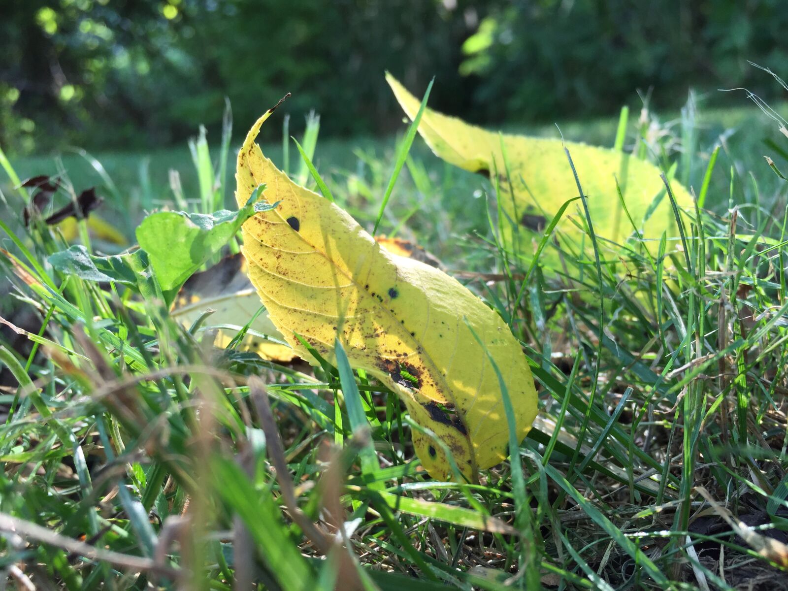 iPhone 6 back camera 4.15mm f/2.2 sample photo. Leaves, grass, green photography