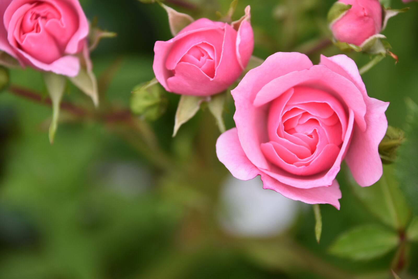 Nikon D5600 sample photo. Pink, flower, nature photography
