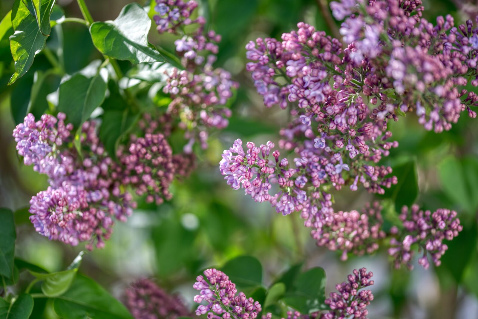 Nikon D750 sample photo. Lilac tree, fliederblueten, bloom photography