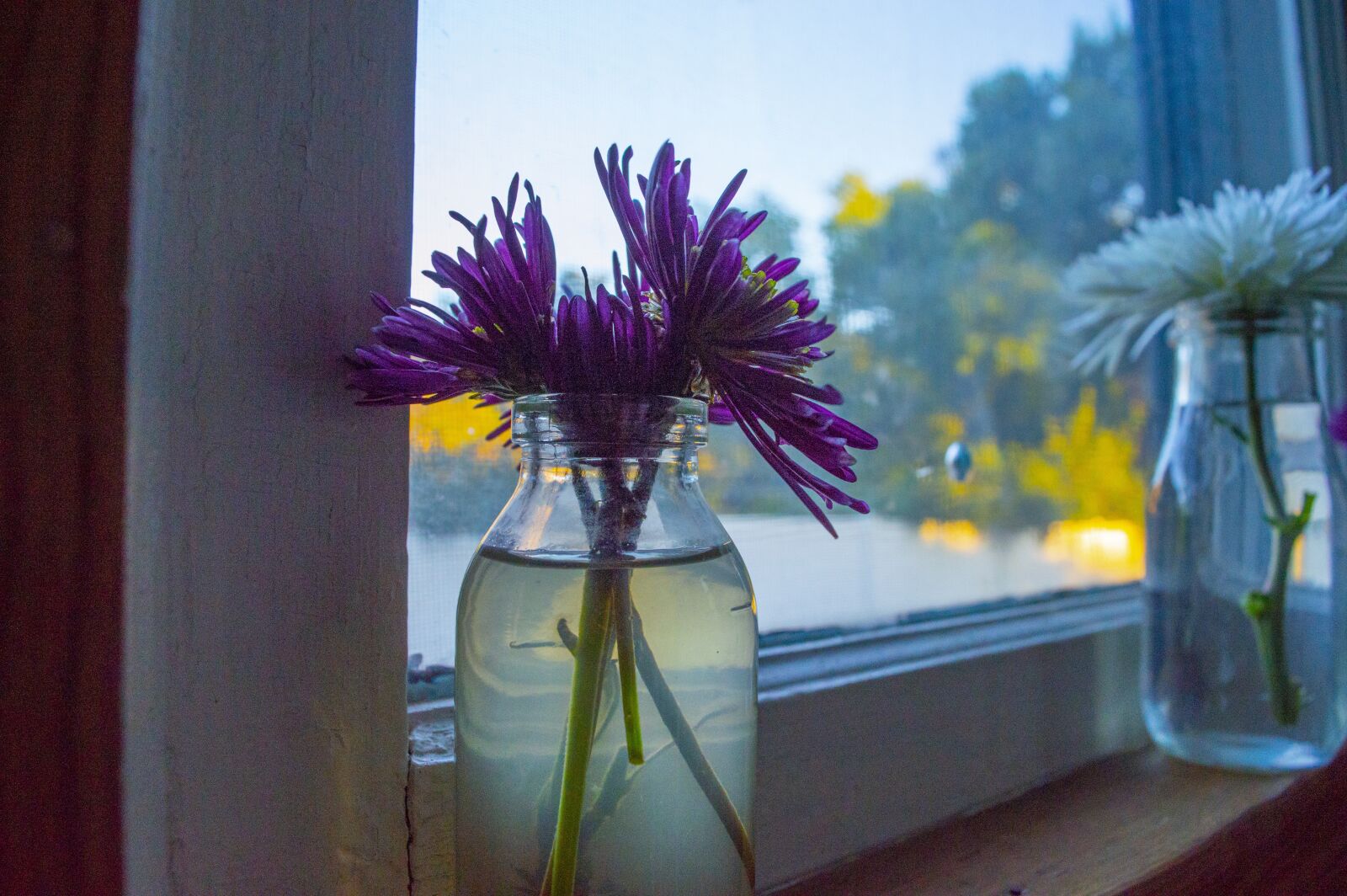 Nikon D3200 sample photo. Morning, sunrise, flowers photography