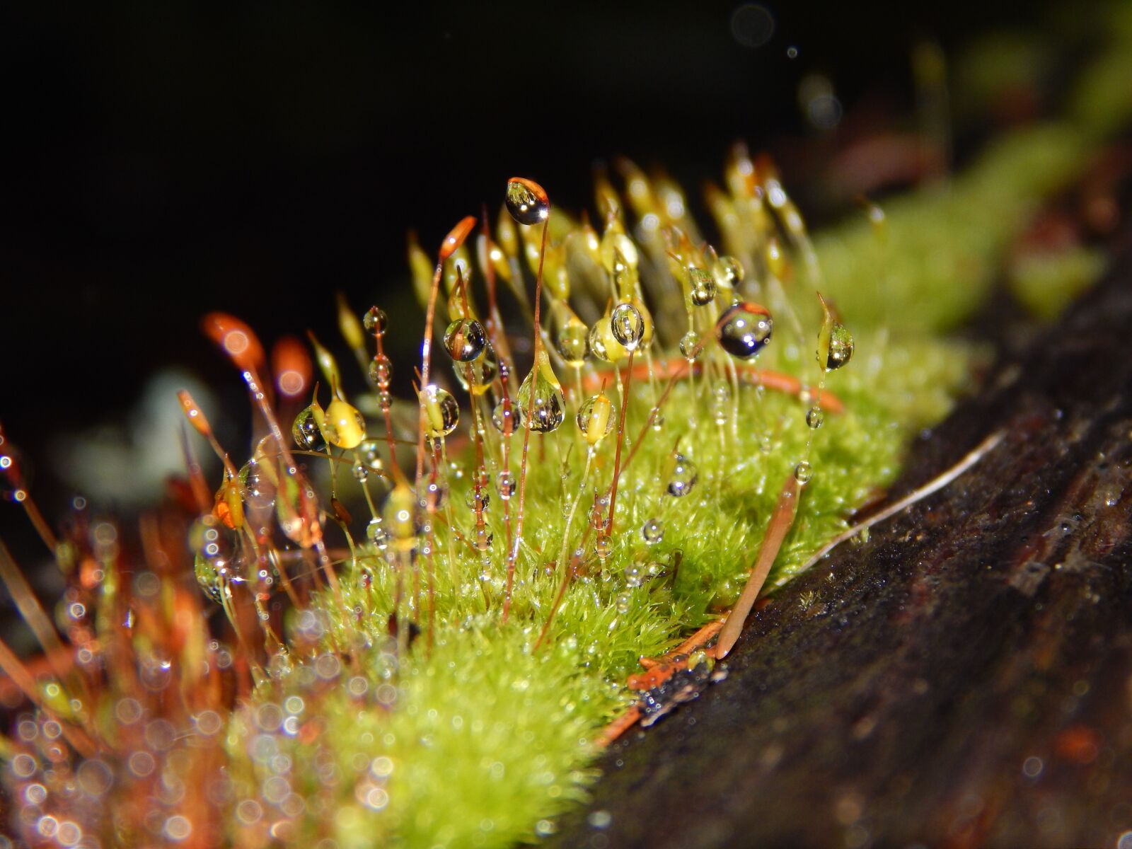 Nikon Coolpix L820 sample photo. Moss, dew, green photography