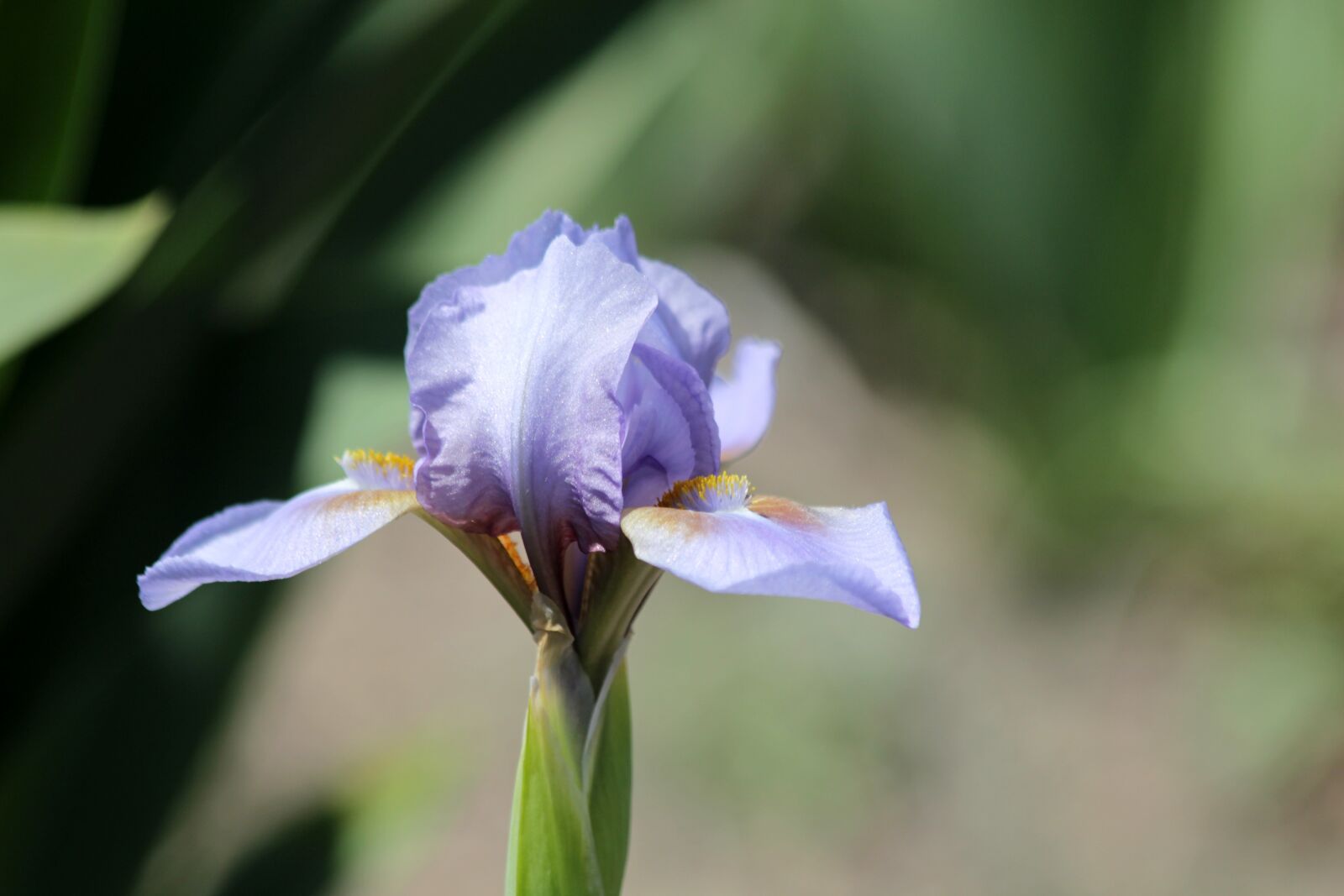 Canon EOS 650D (EOS Rebel T4i / EOS Kiss X6i) sample photo. Iris, flower, spring flowers photography