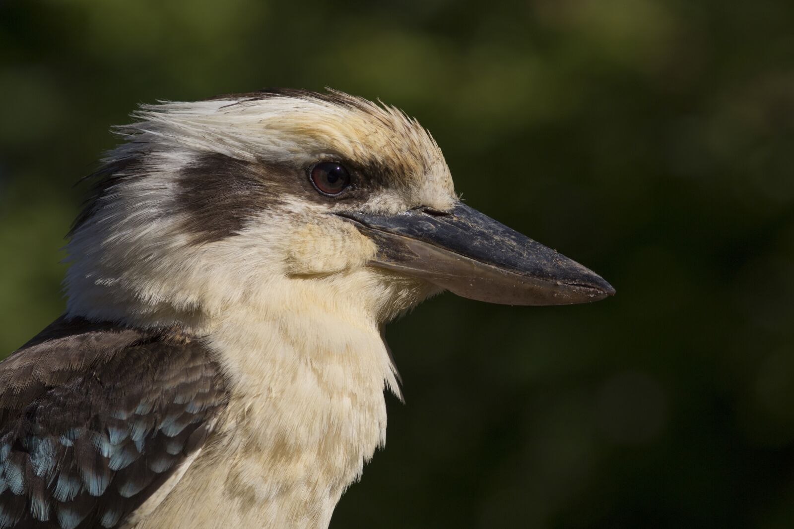 Canon EOS 5D Mark III sample photo. Kookaburra, sydney, australia photography