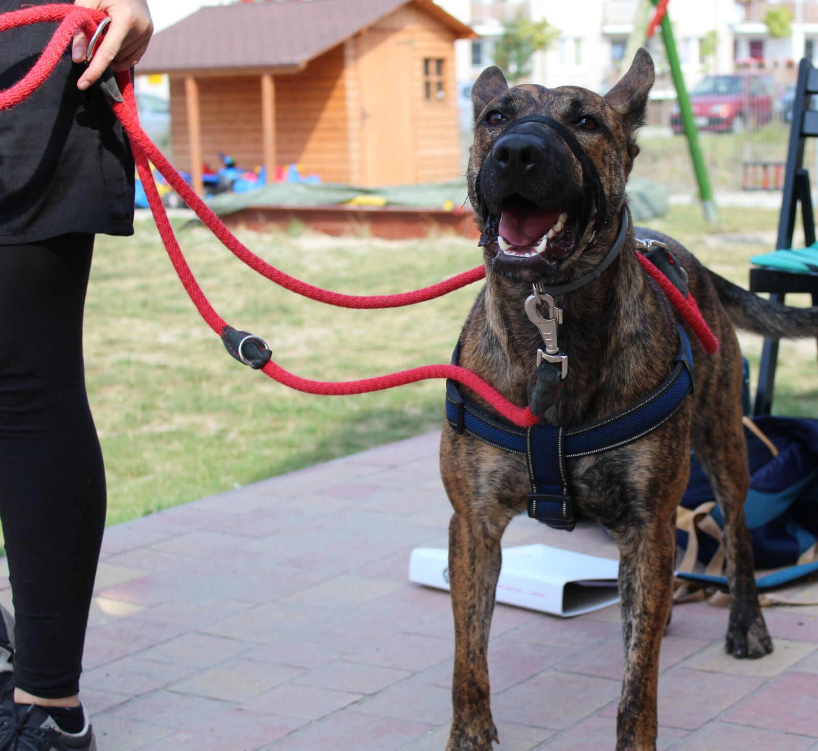 Canon EOS 1200D (EOS Rebel T5 / EOS Kiss X70 / EOS Hi) sample photo. Dog, dogs photography