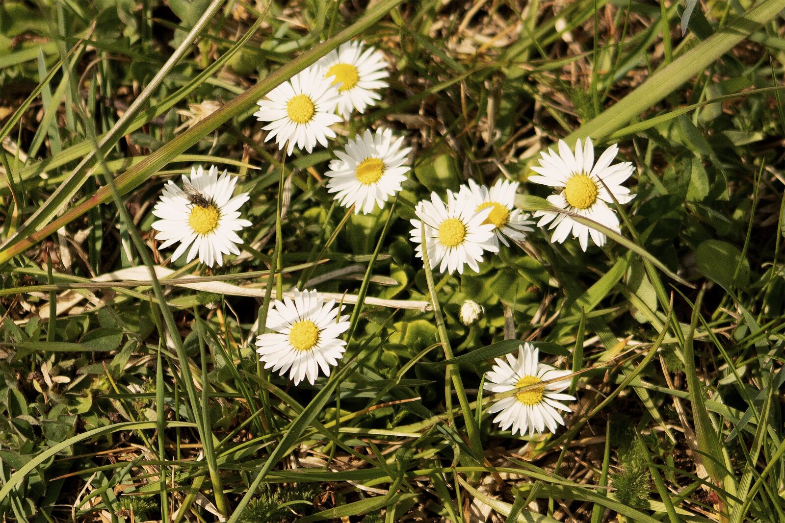 Canon EF75-300mm f/4-5.6 sample photo. Daisy, bouquet, flower photography