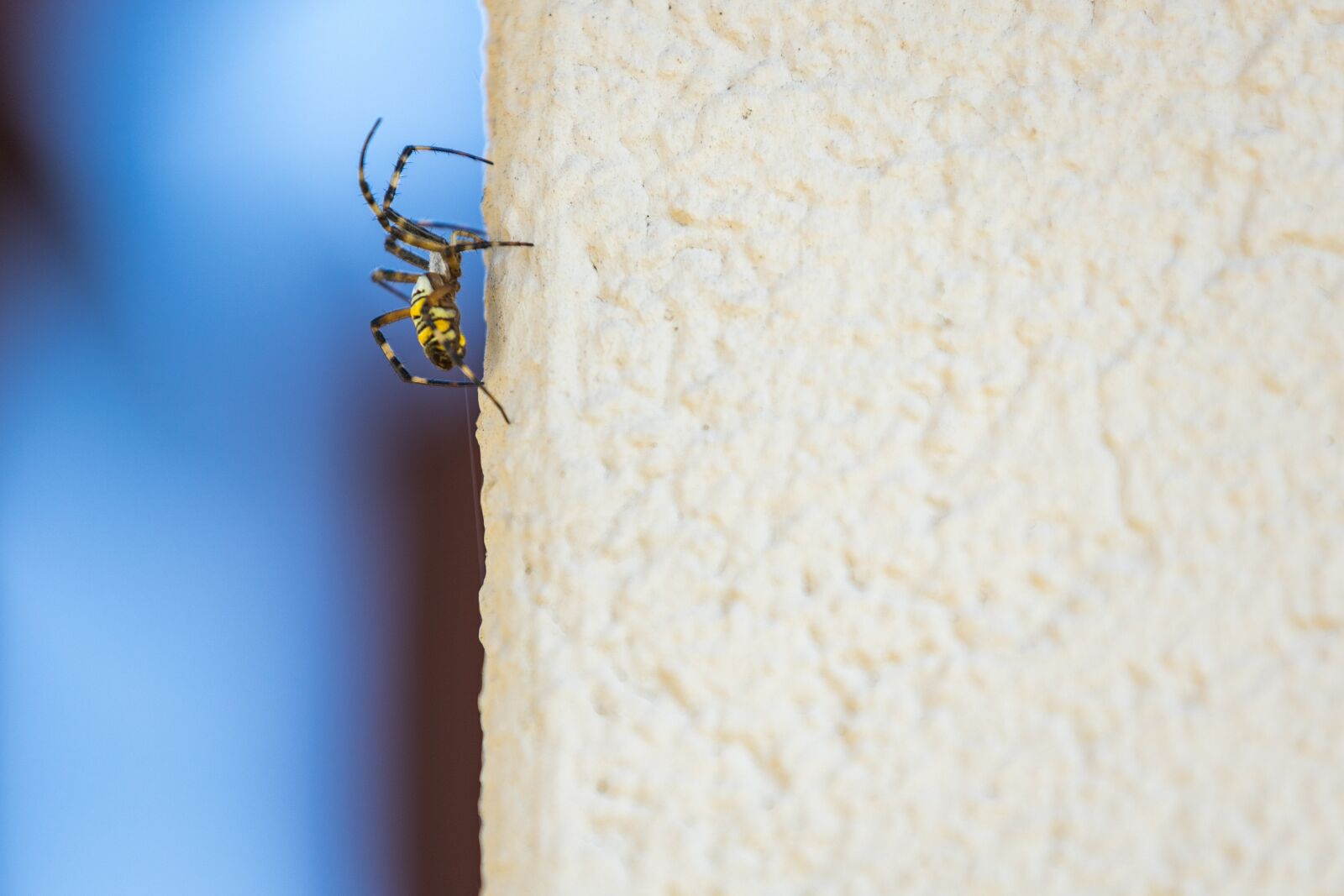 Canon EOS R sample photo. Wasp spider, spider, zebraspinne photography