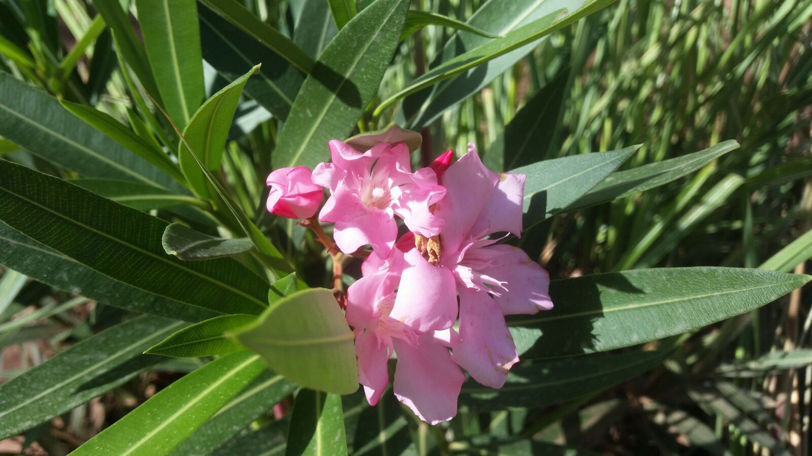 Samsung Galaxy S5 sample photo. Oleander flower, flower, peonies photography