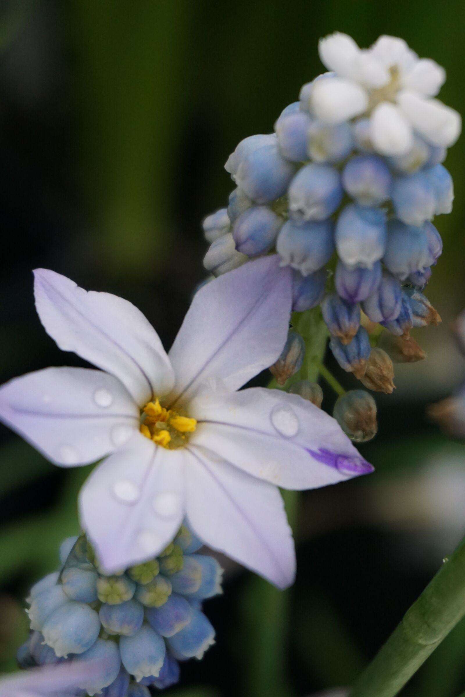 Sony E 16-50mm F3.5-5.6 PZ OSS sample photo. Blue, flower, floral photography