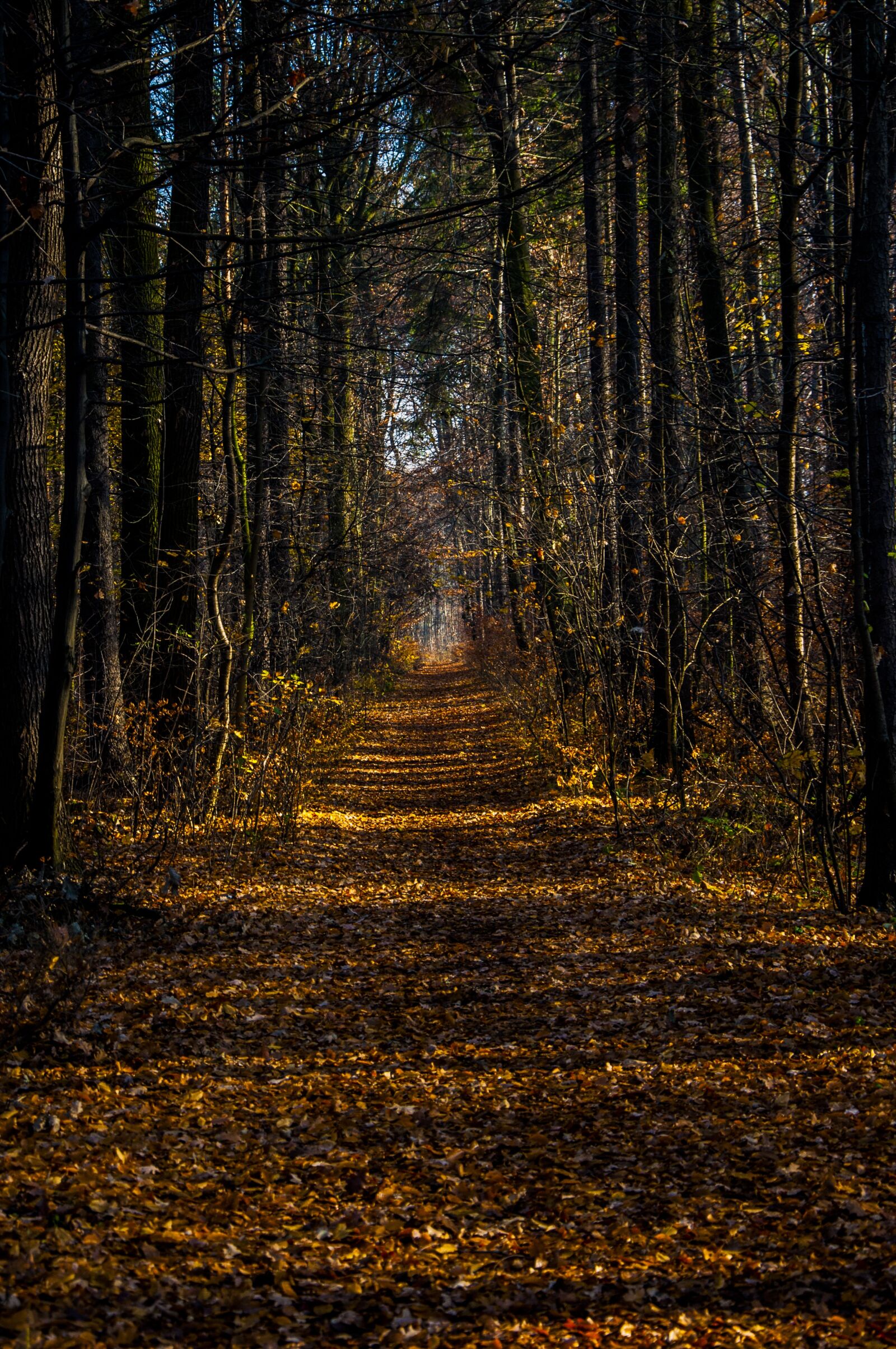 Nikon D90 sample photo. Forest, autumn, tree photography