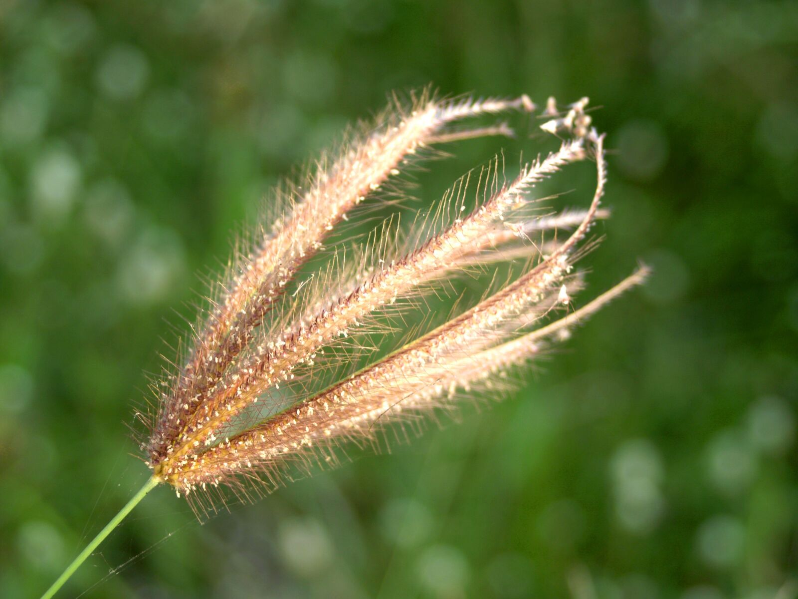 Olympus E-300 (EVOLT E-300) sample photo. Flower, pressed, wild photography