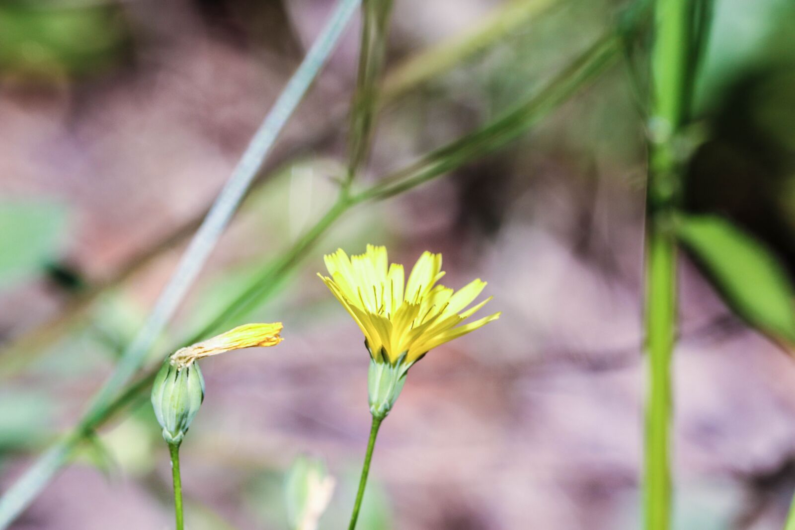 Canon EOS 7D Mark II sample photo. Flowers, wild flowers, summer photography