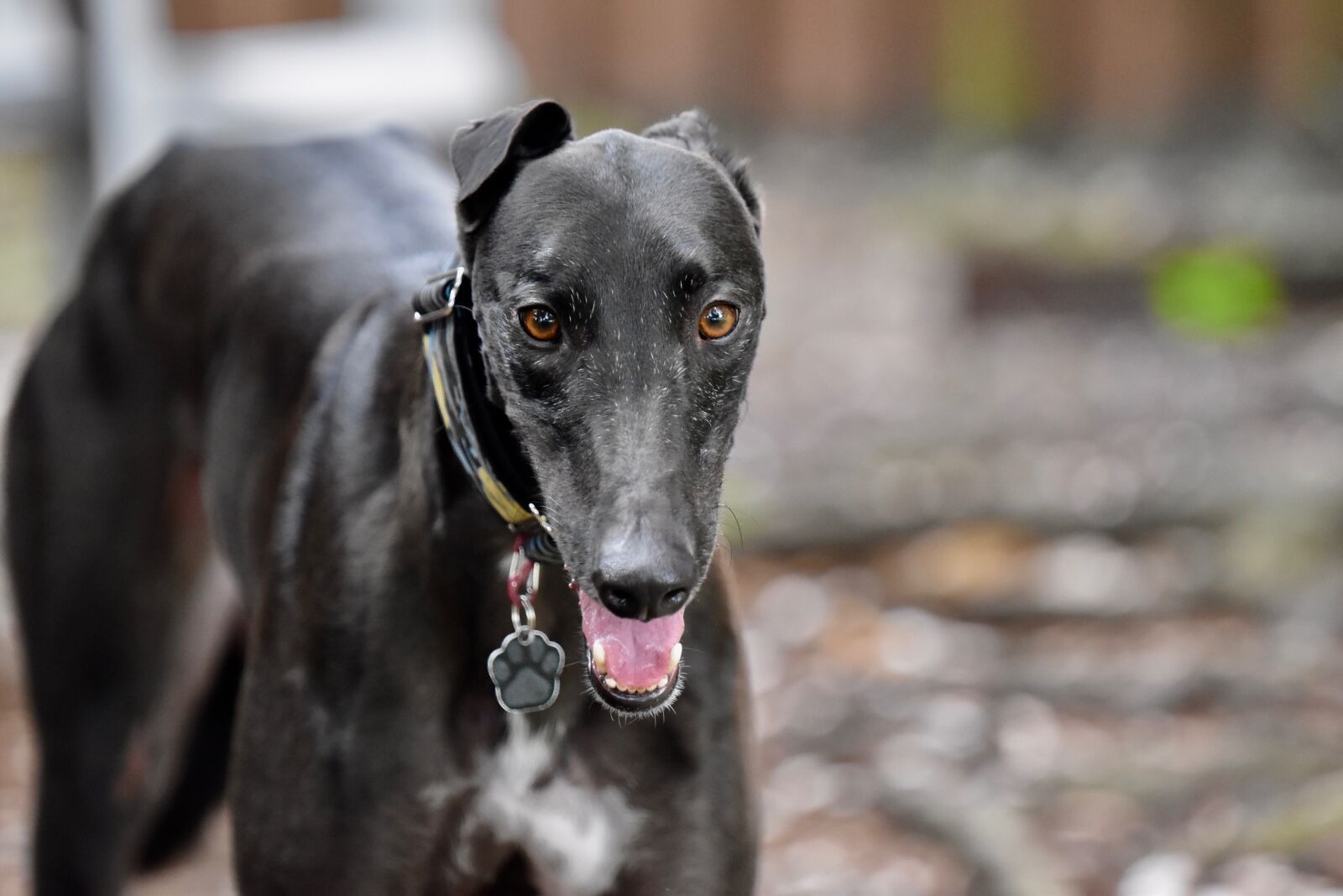 Nikon D5500 sample photo. Greyhound, retired racing dog photography