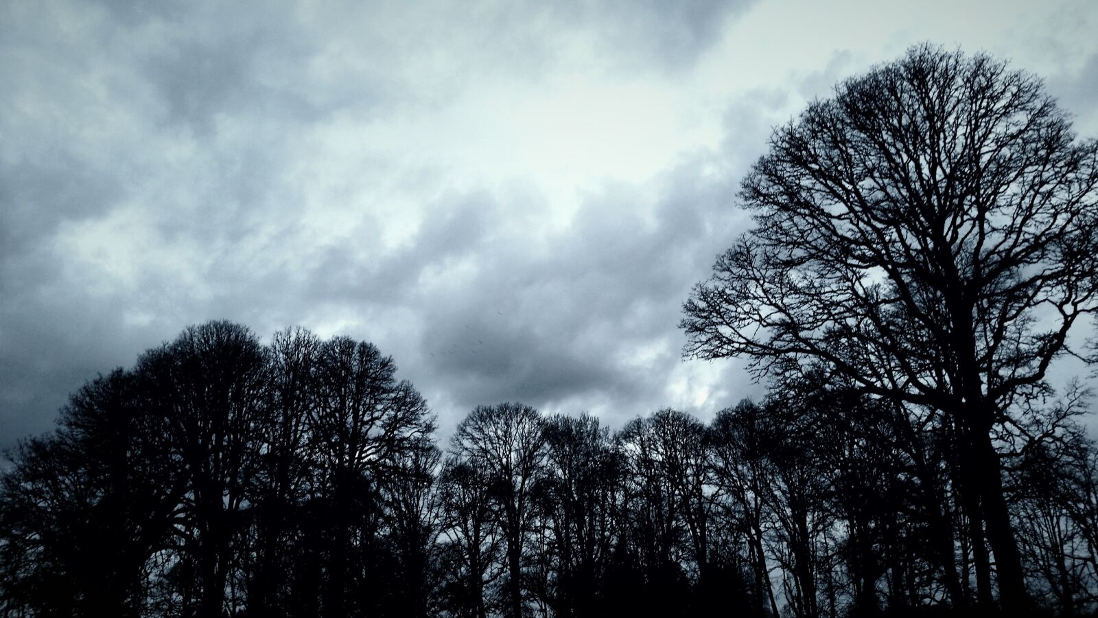 Samsung Galaxy S5 sample photo. Tree, nature, winter photography
