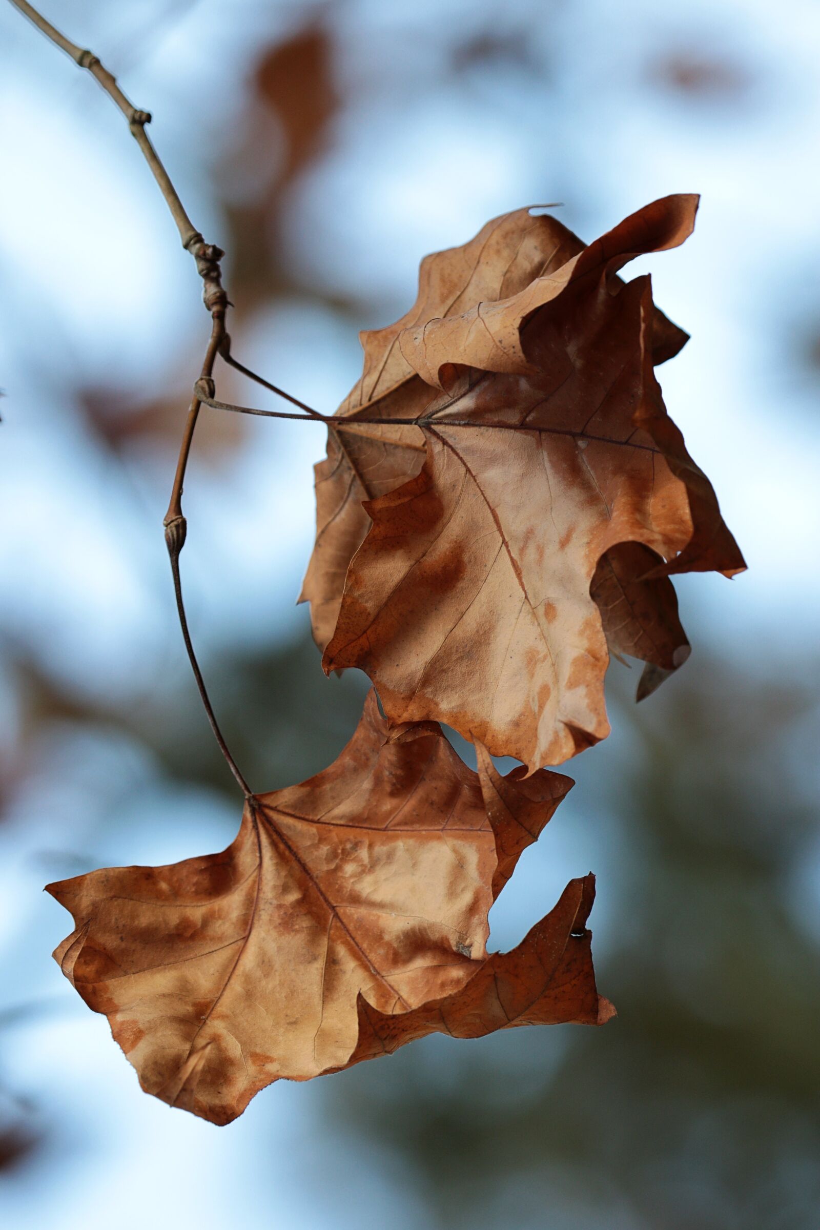 Canon EOS 7D Mark II sample photo. Leaves, autumn, light photography