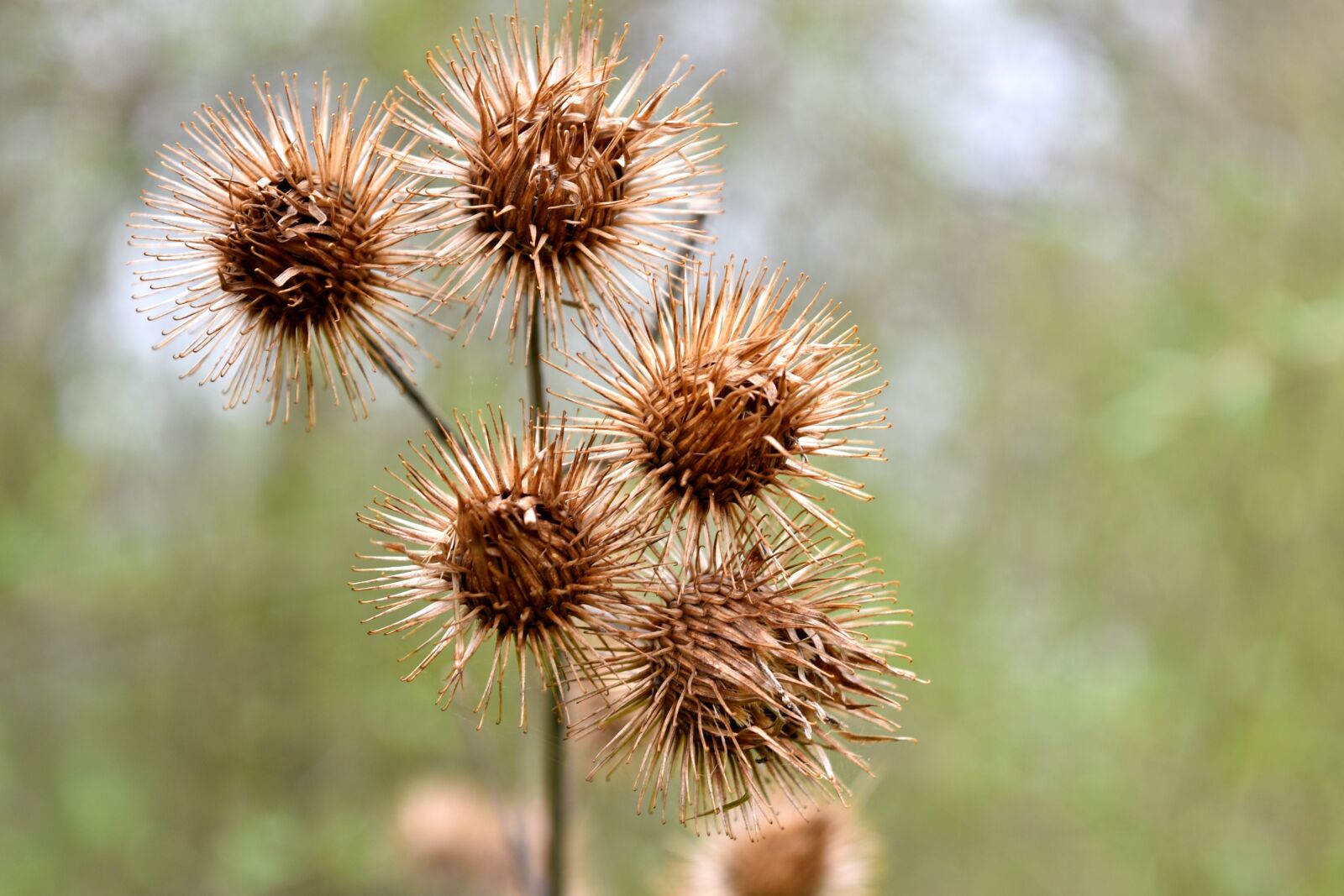 Nikon D810 sample photo. Burdock, dry, brown photography