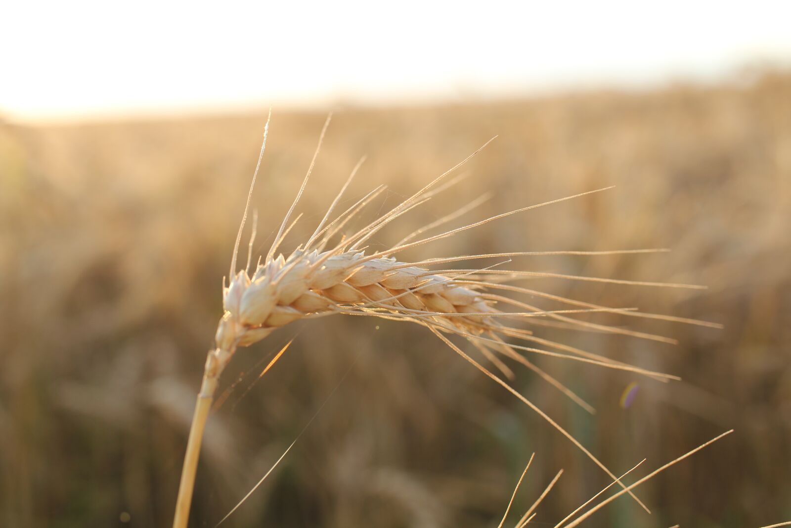 Canon EOS 550D (EOS Rebel T2i / EOS Kiss X4) sample photo. Cornfield, field, ripe photography