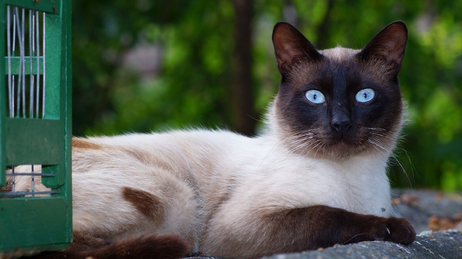 Sony SLT-A77 + Tamron SP AF 90mm F2.8 Di Macro sample photo. Cat, siamese breed, pet photography