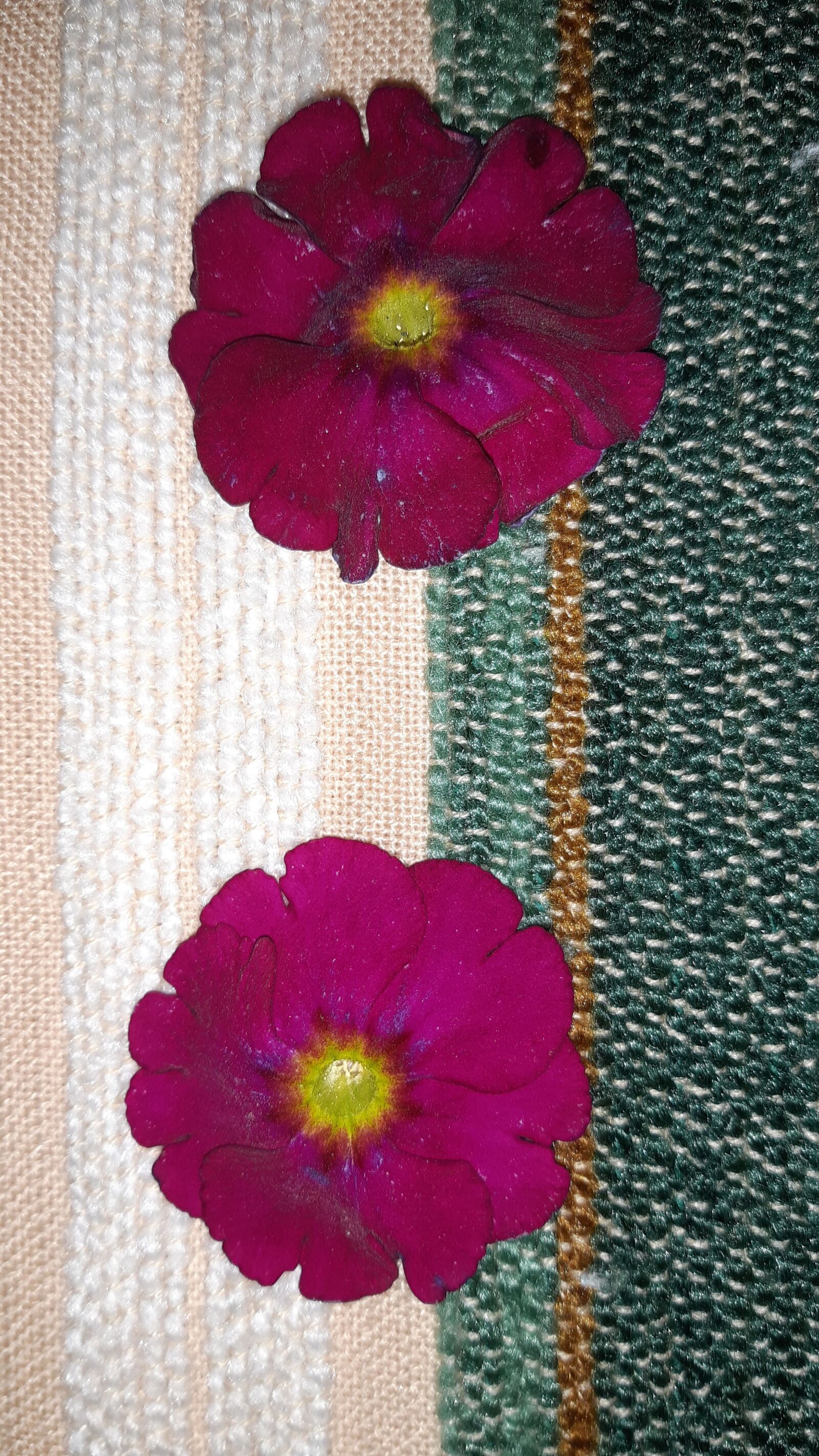 Samsung Galaxy A30 sample photo. Flowers red wine, flowers photography