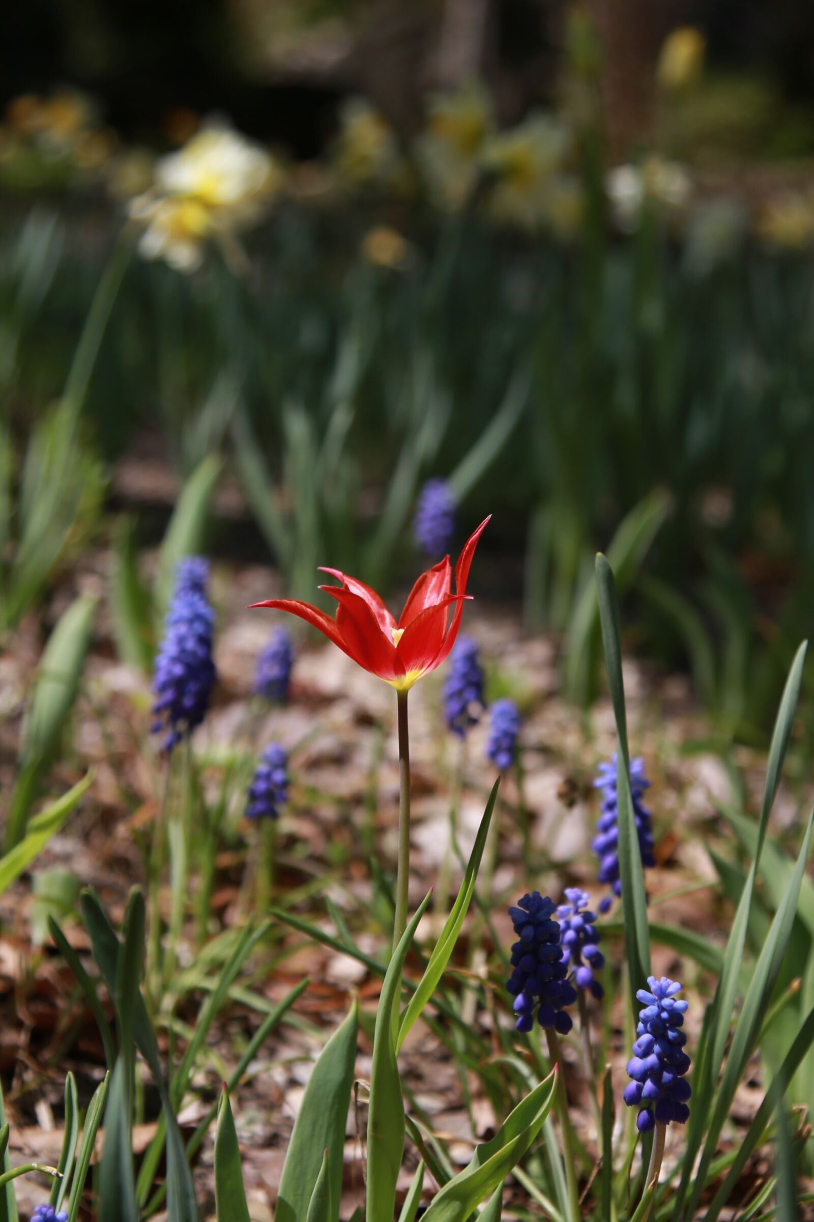 Canon EOS 6D + Canon EF 24-105mm F4L IS USM sample photo. Tulip, garden, nature photography
