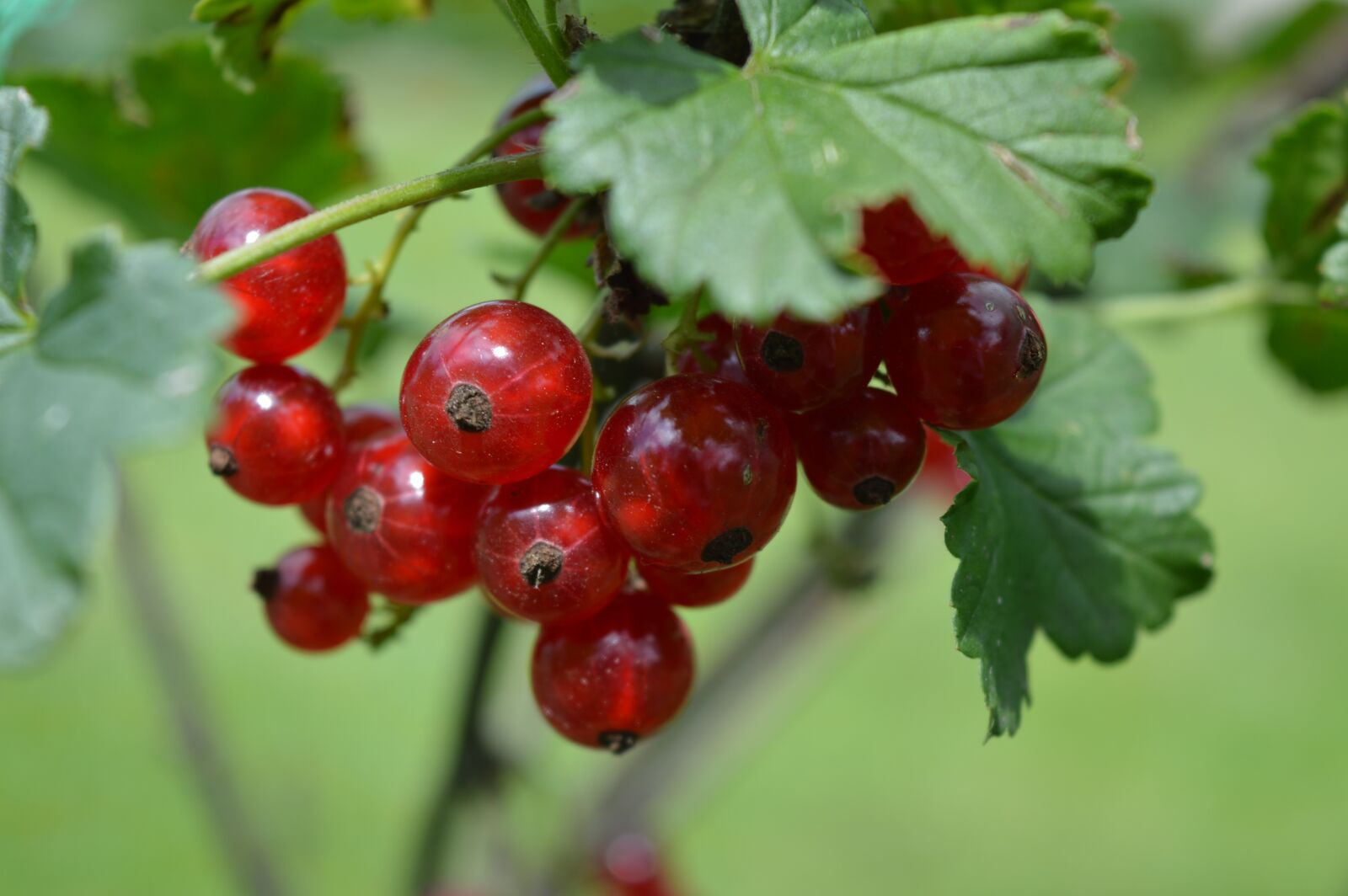 Nikon D3200 sample photo. Fruit, red, berry photography