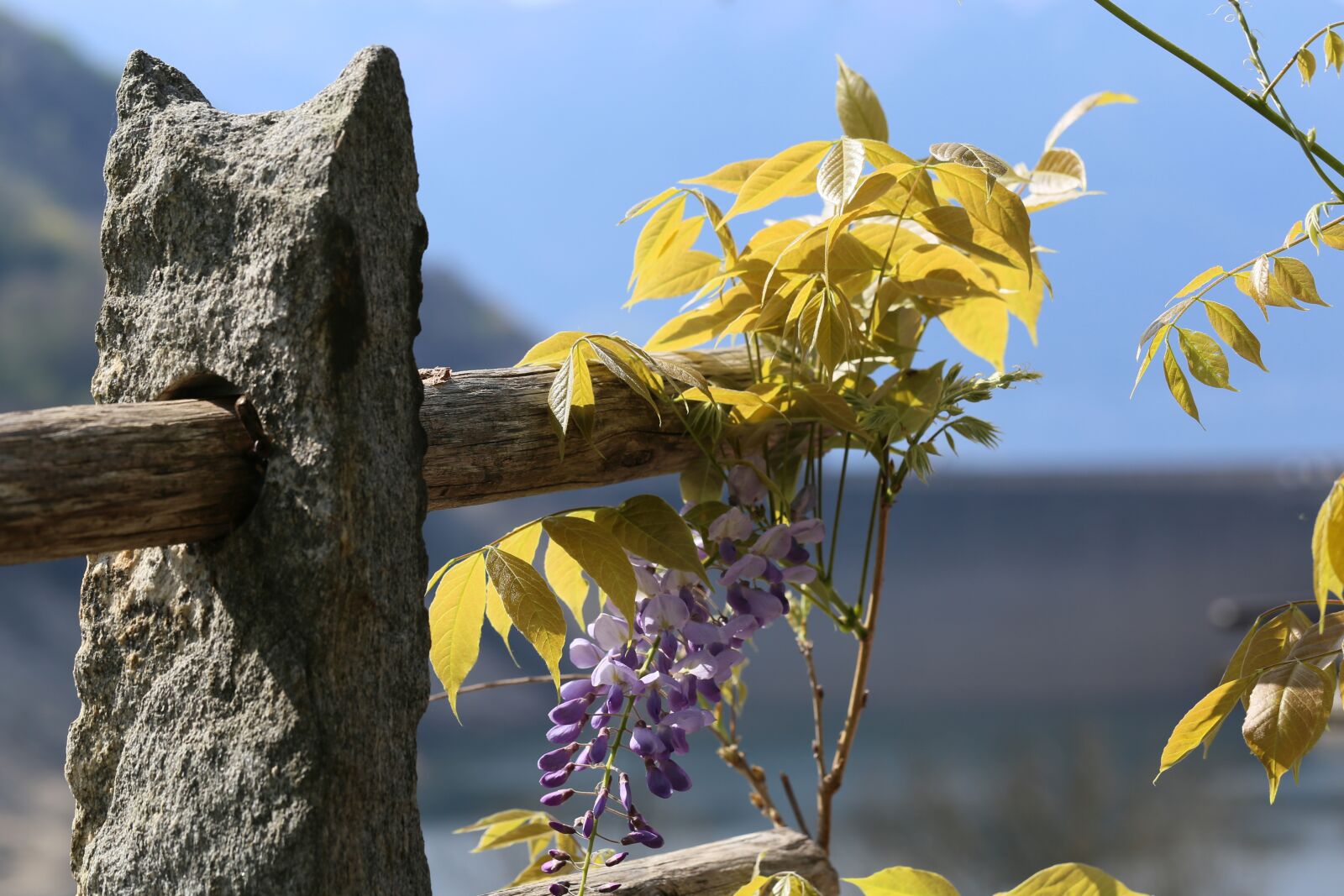 Canon EF 100mm F2.8L Macro IS USM sample photo. Wisteria, blue rain, purple photography