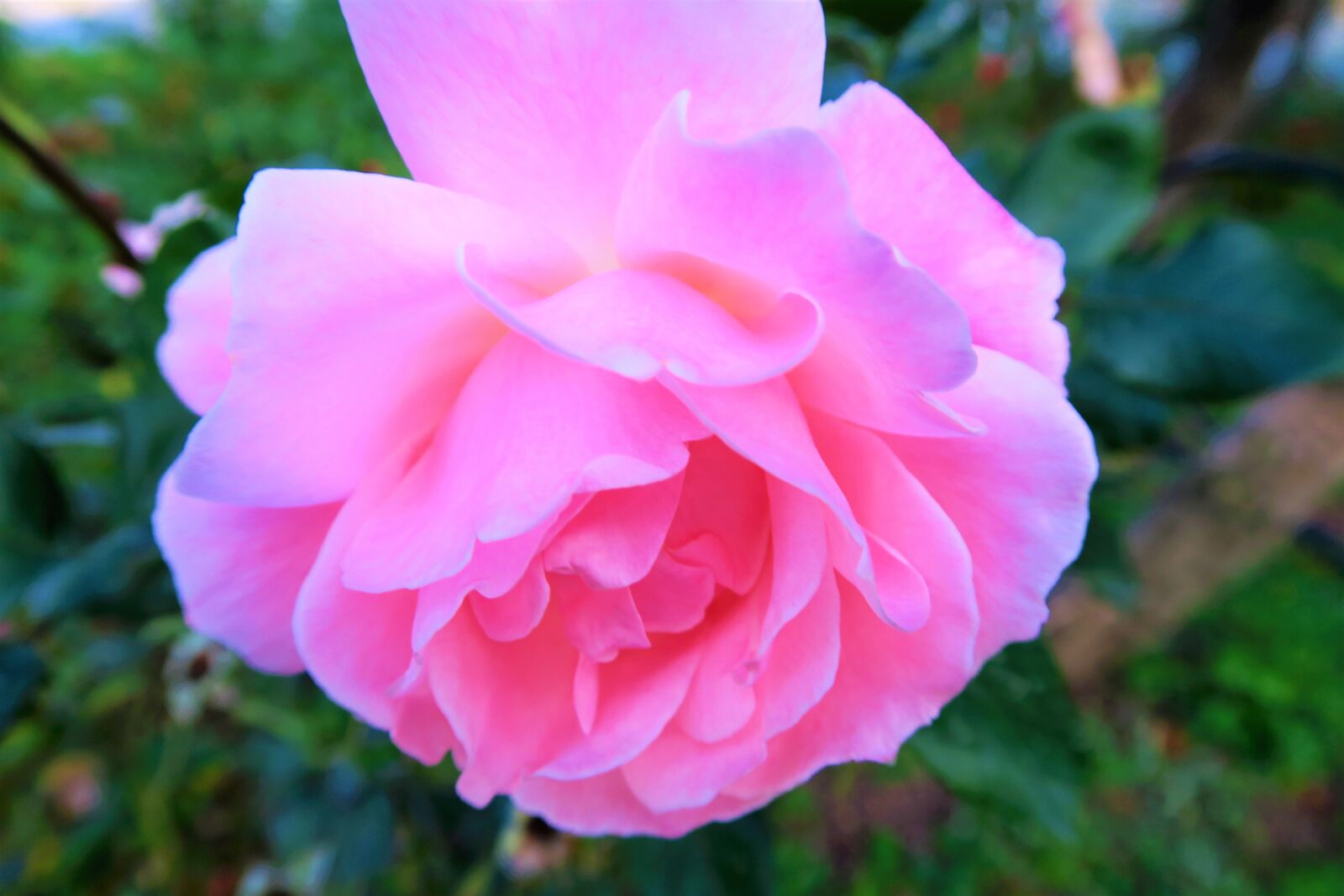 Canon PowerShot G7 X sample photo. Rose, pink, gulpembe photography