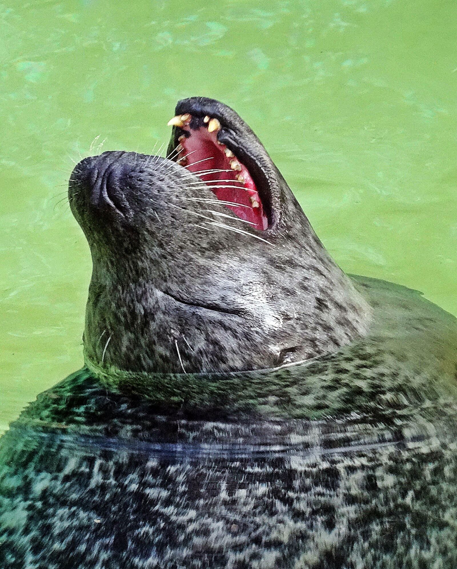 Sony DSC-HX50 sample photo. Seal, animal, robbe photography