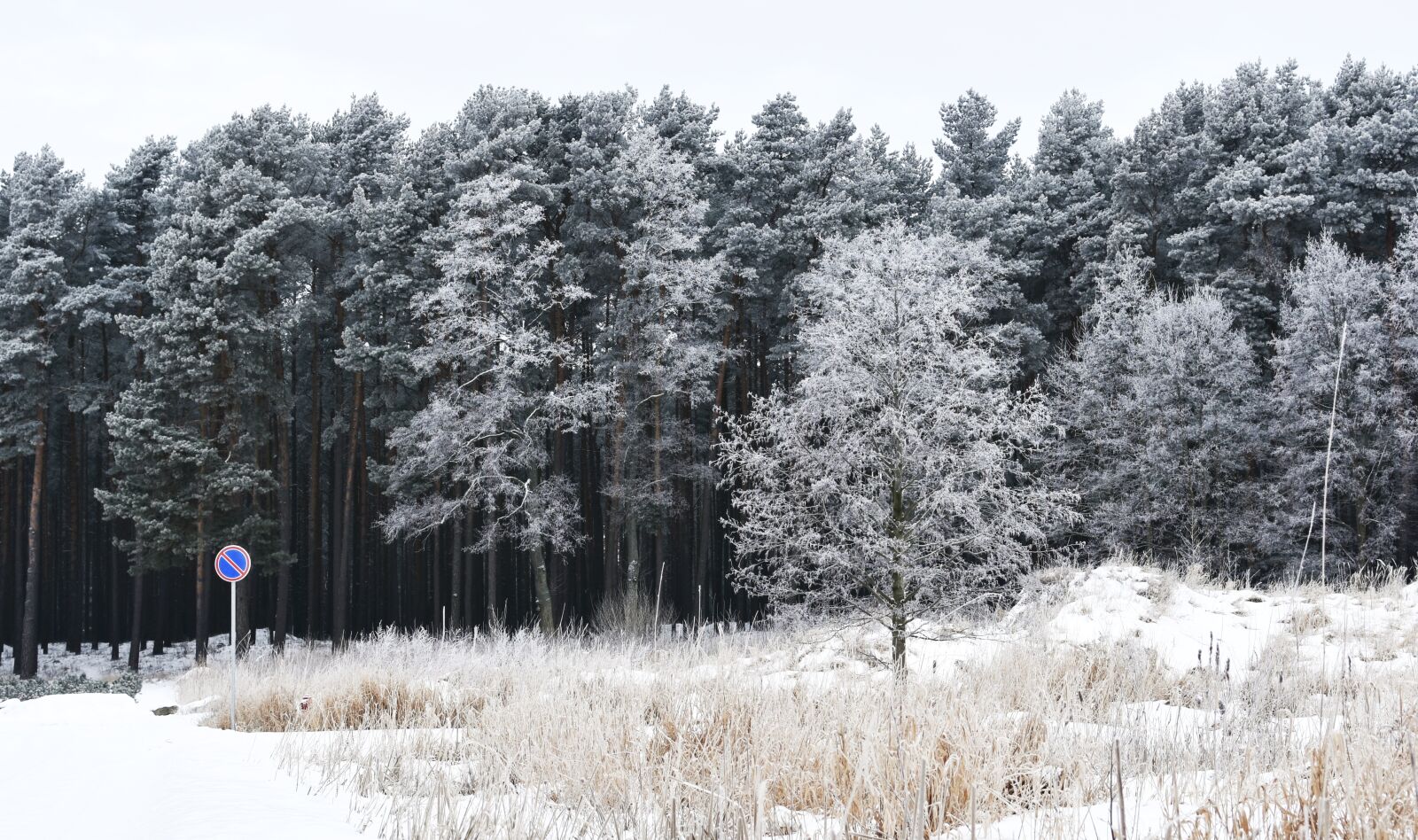 Nikon D7200 sample photo. Winter, snow, forest photography