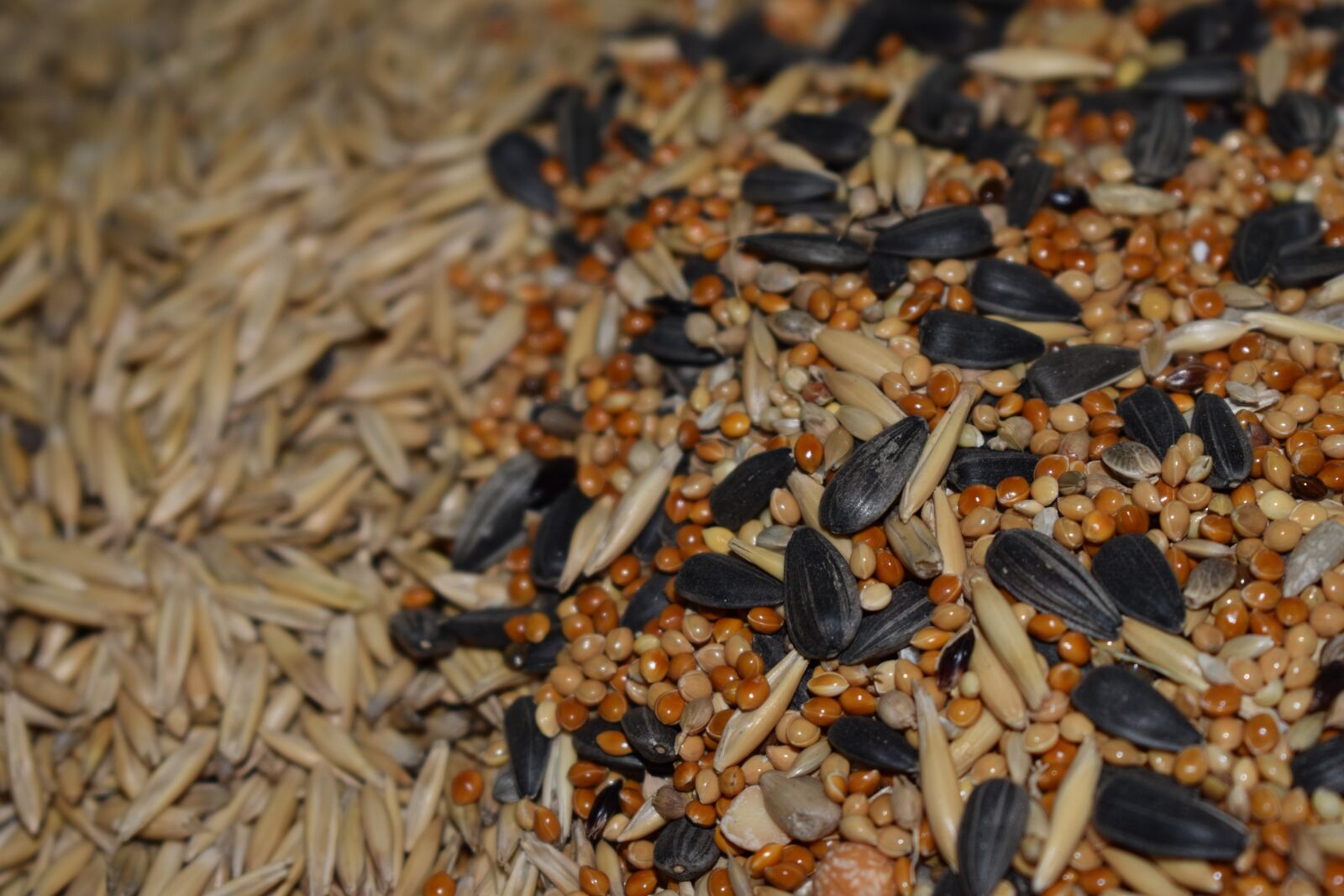 Nikon D3500 sample photo. Cereals, seeds, oats photography