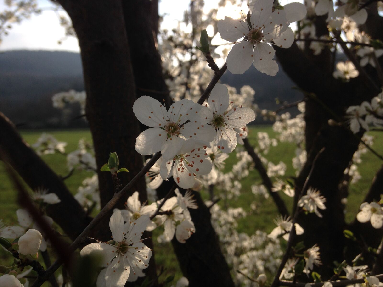 iPhone 5 back camera 4.12mm f/2.4 sample photo. Hawthorn, flower, spring photography