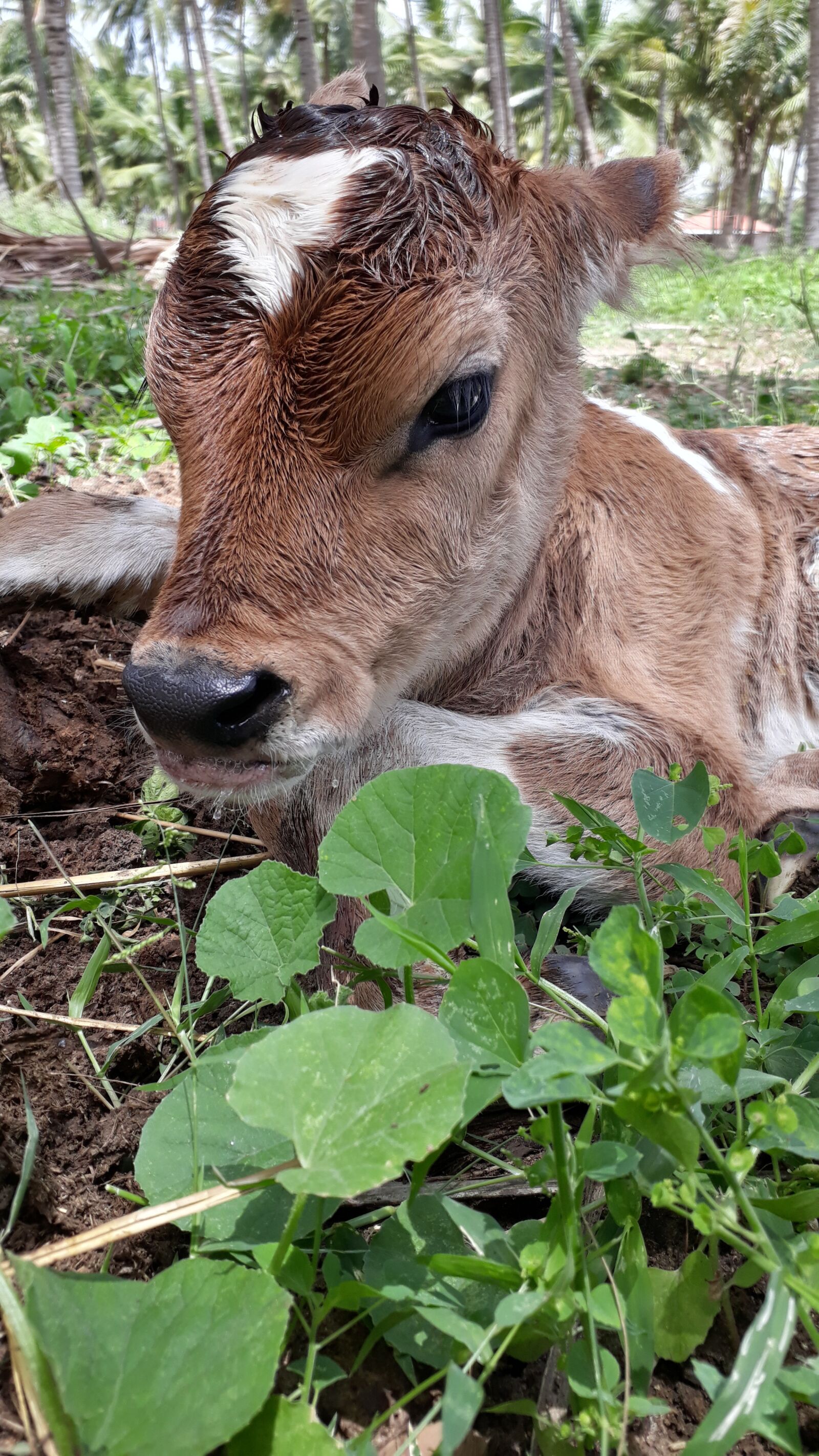 Samsung Galaxy On7 Prime sample photo. Domestic, animals, pets photography