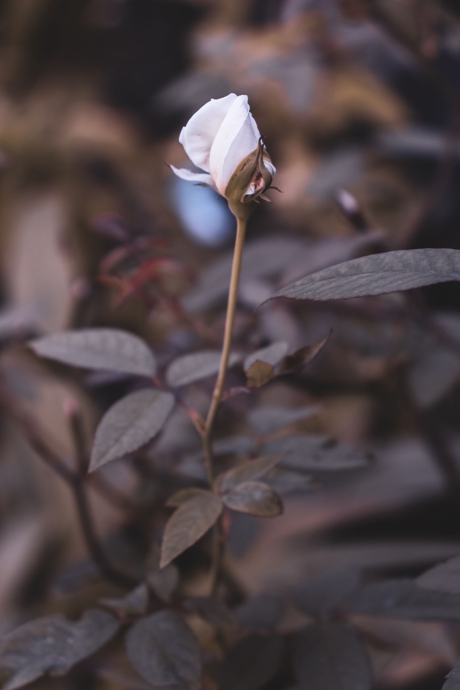 Canon EOS 800D (EOS Rebel T7i / EOS Kiss X9i) sample photo. White rose, rosebud, bloom photography