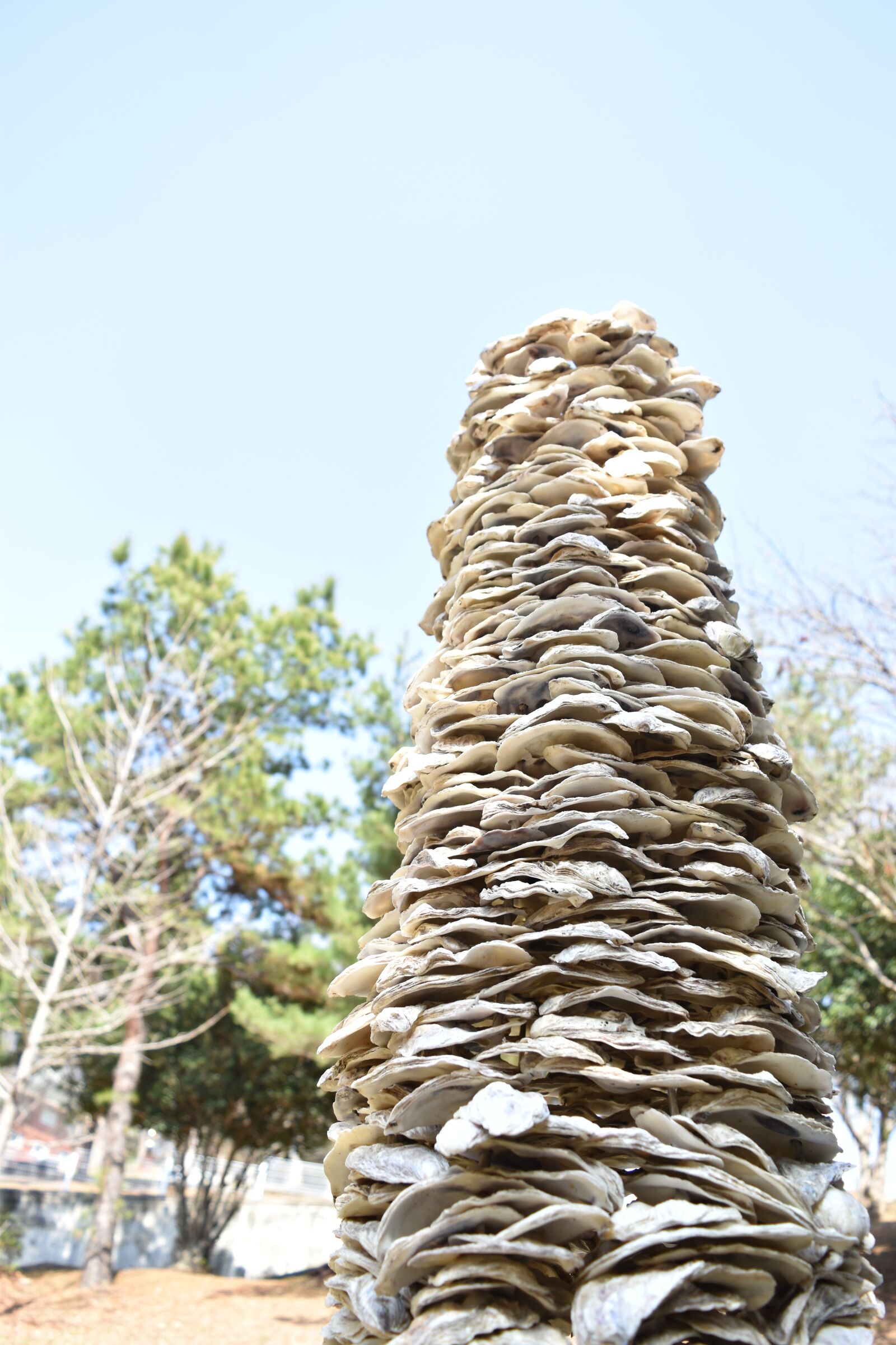 Nikon D5500 sample photo. Nature, wood, forest photography