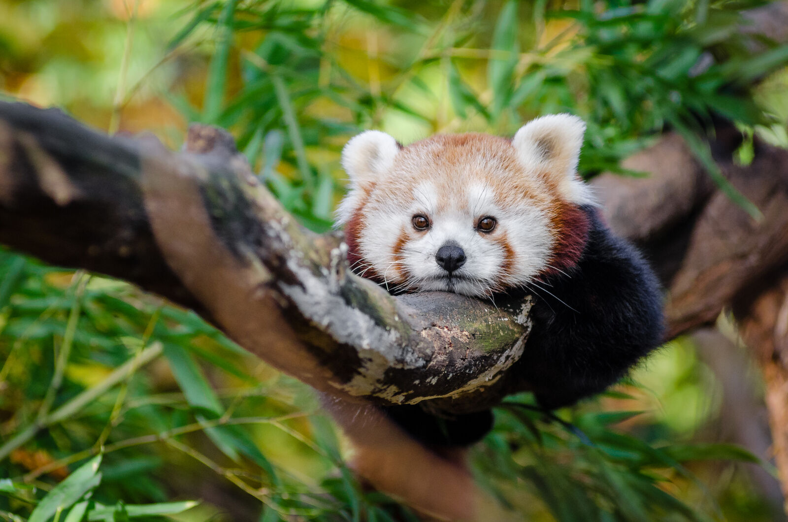 AF Zoom-Nikkor 80-200mm f/2.8 ED sample photo