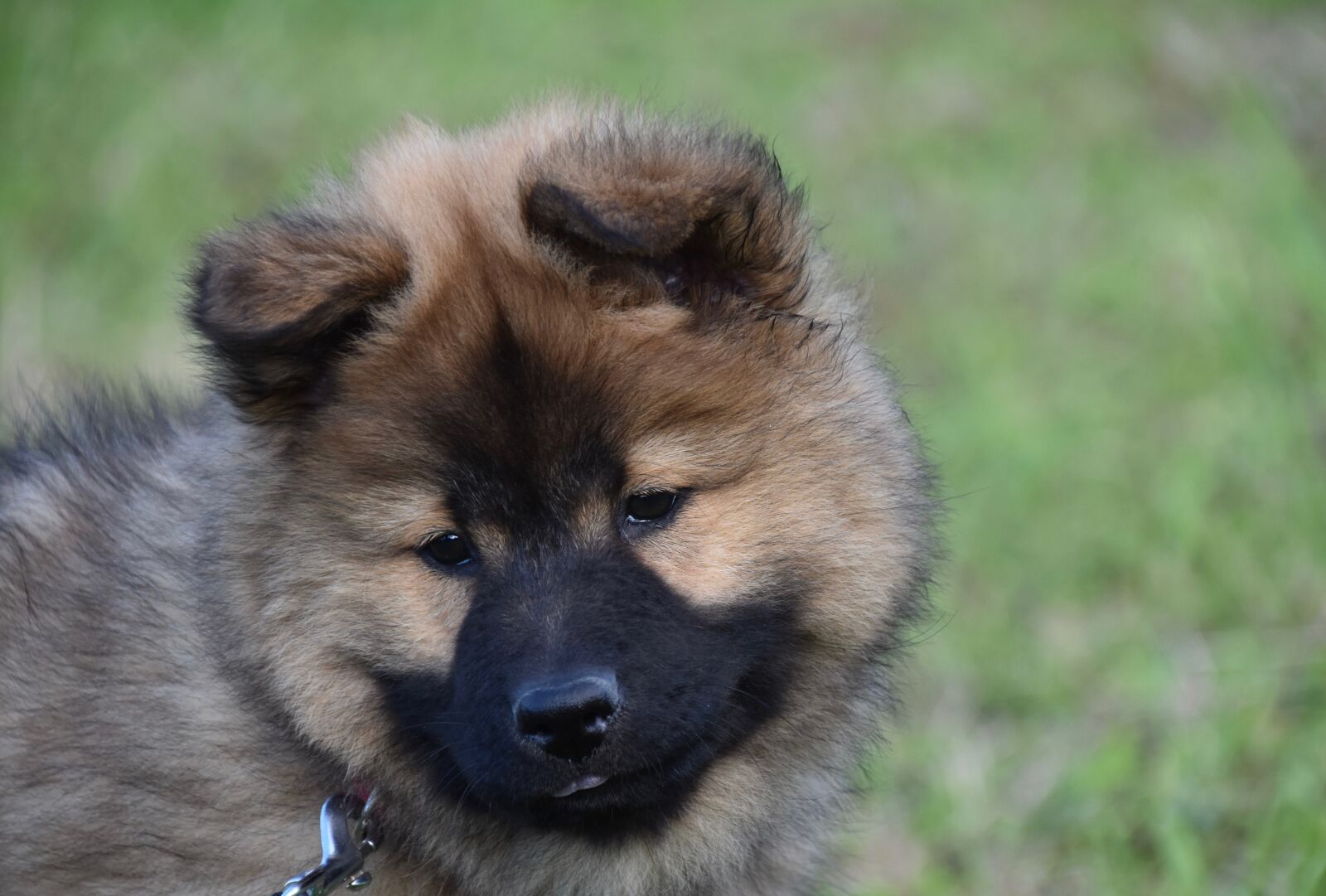 Nikon D5600 sample photo. Dog, puppy, pup photography