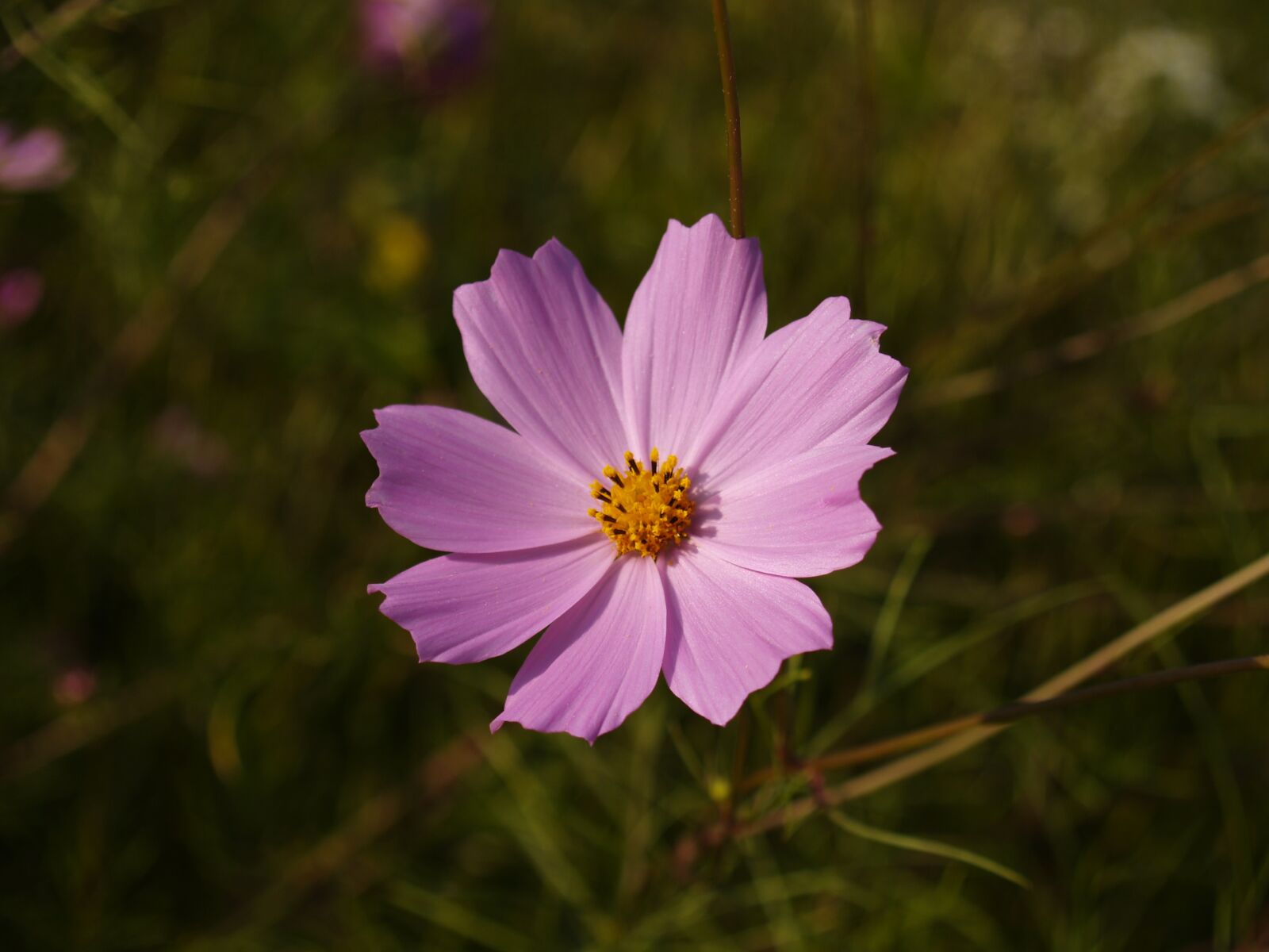 Olympus E-300 (EVOLT E-300) sample photo. Nature, flowers, plants photography