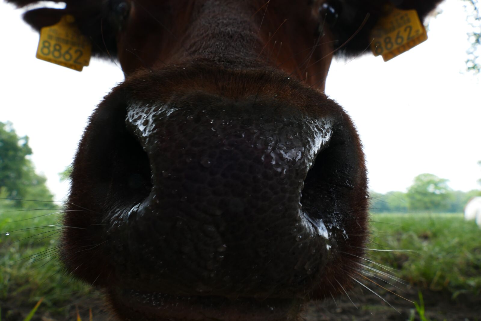 Panasonic Lumix DMC-FZ1000 sample photo. Lakenvelder, cow, muzzle photography