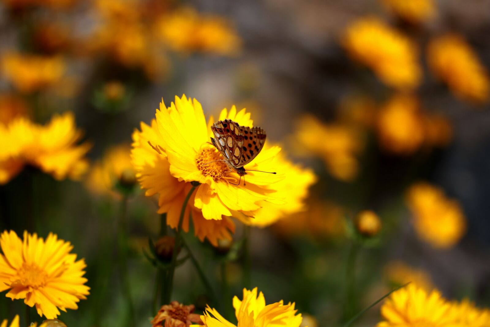 Canon EF-S 60mm F2.8 Macro USM sample photo. Butterfly, flower, yellow photography