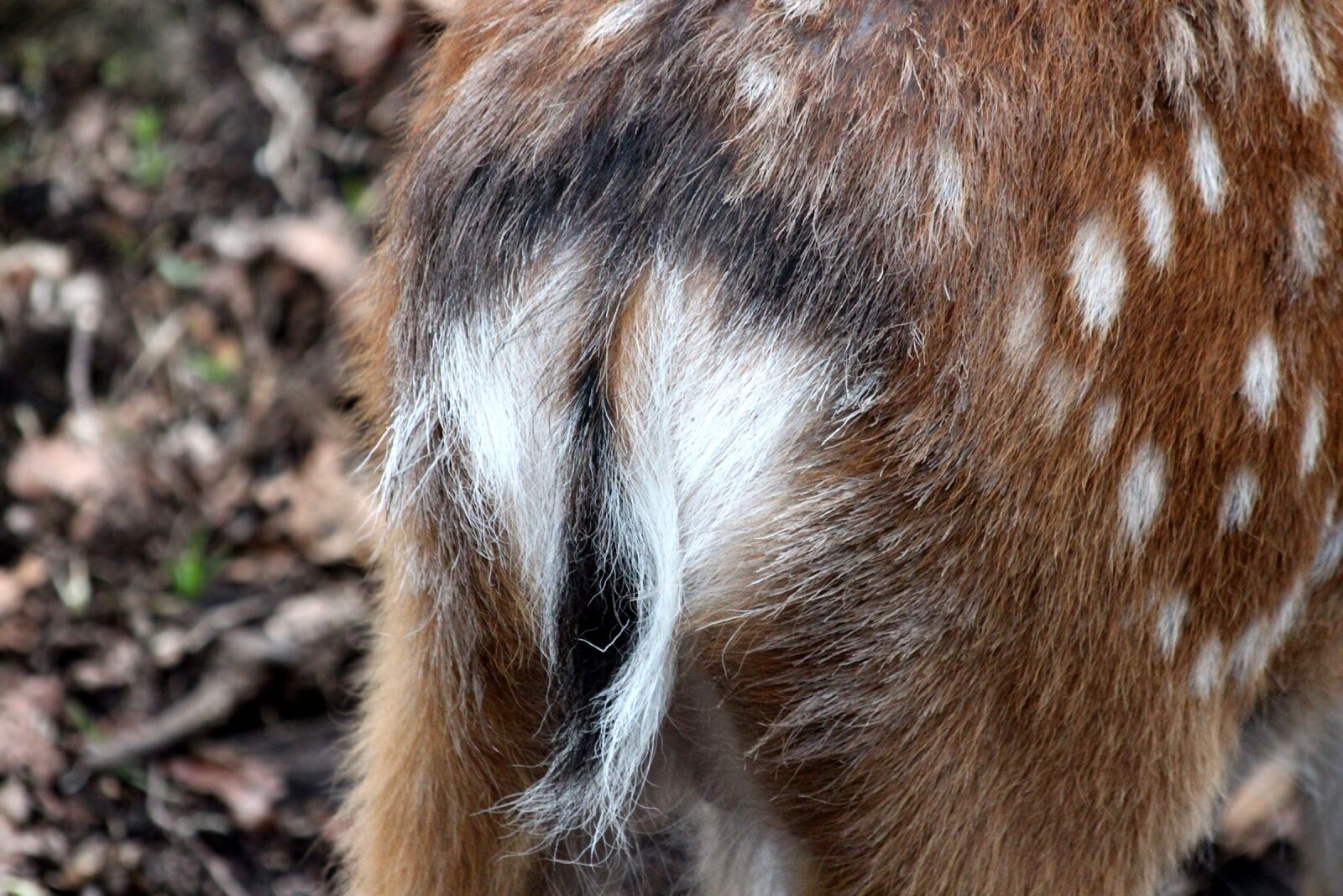 Canon EOS 650D (EOS Rebel T4i / EOS Kiss X6i) sample photo. Spotted deer, cervus nippon photography