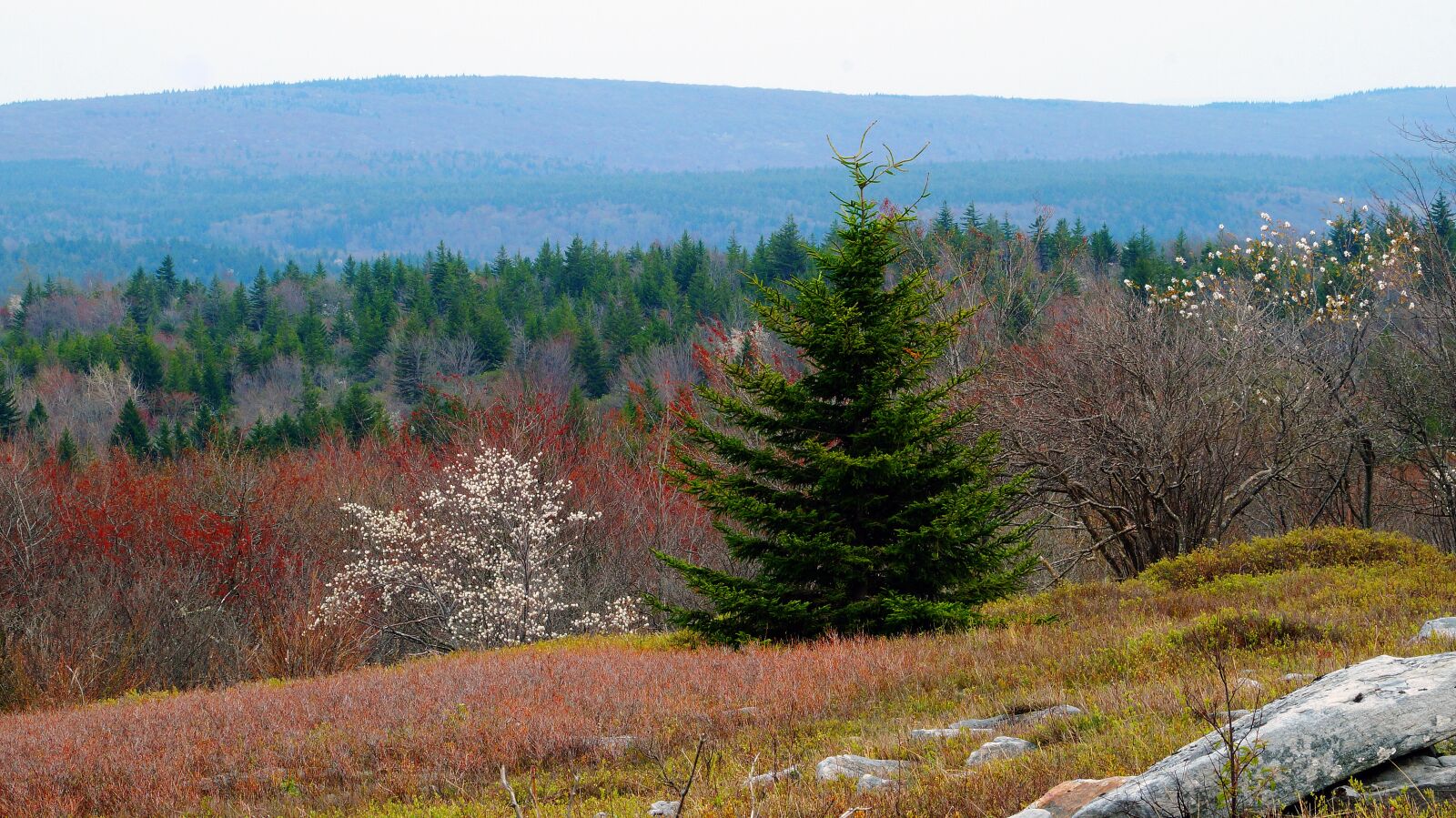 Sony DT 18-135mm F3.5-5.6 SAM sample photo. Dolly sods, mountain view photography
