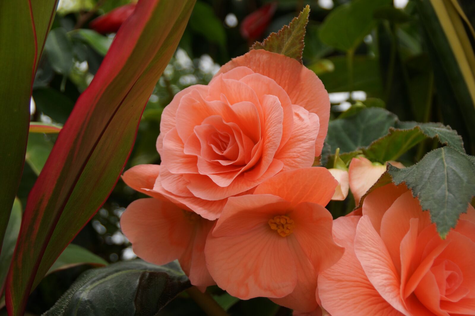 Sony DT 18-250mm F3.5-6.3 sample photo. Flower, begonia, petal photography