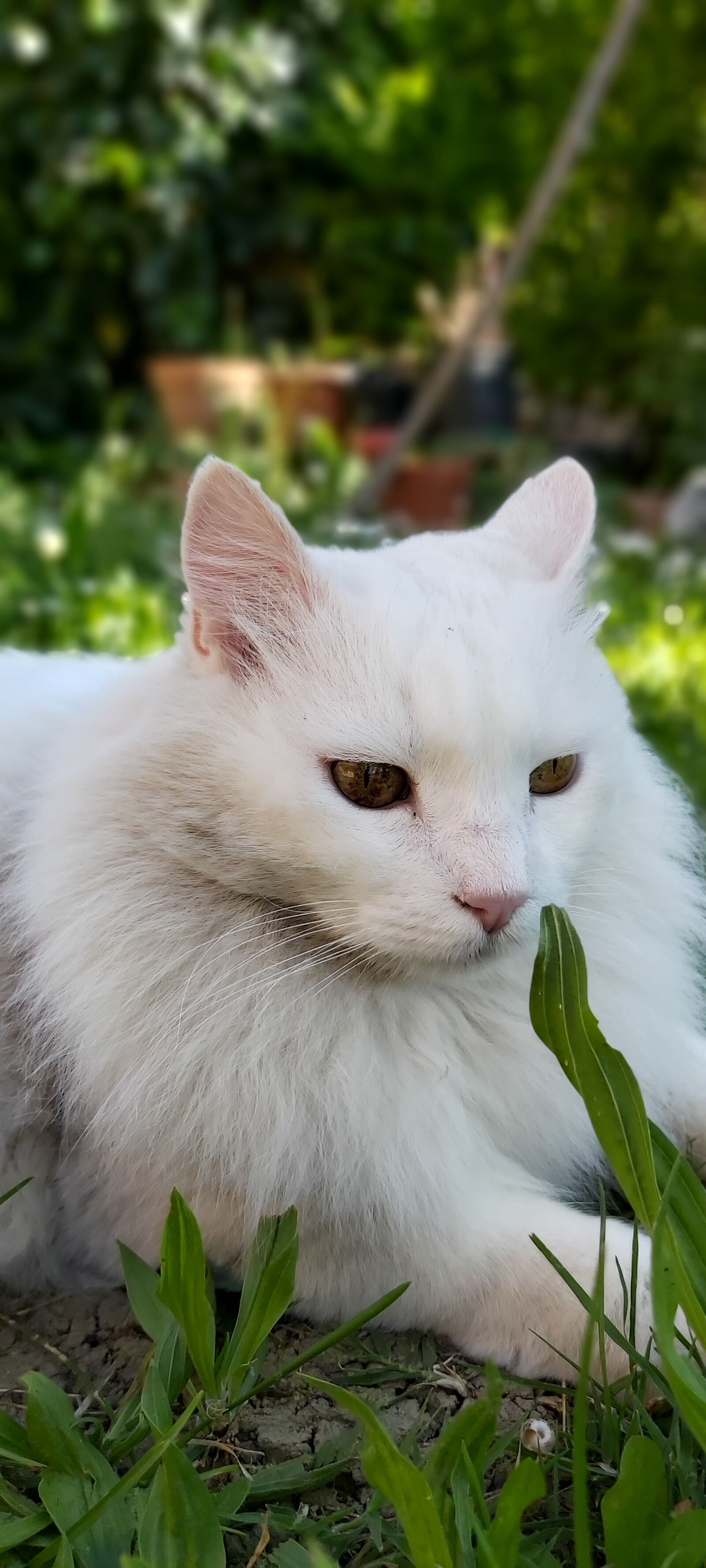 Samsung Galaxy A70 sample photo. White cat, animals, cat photography