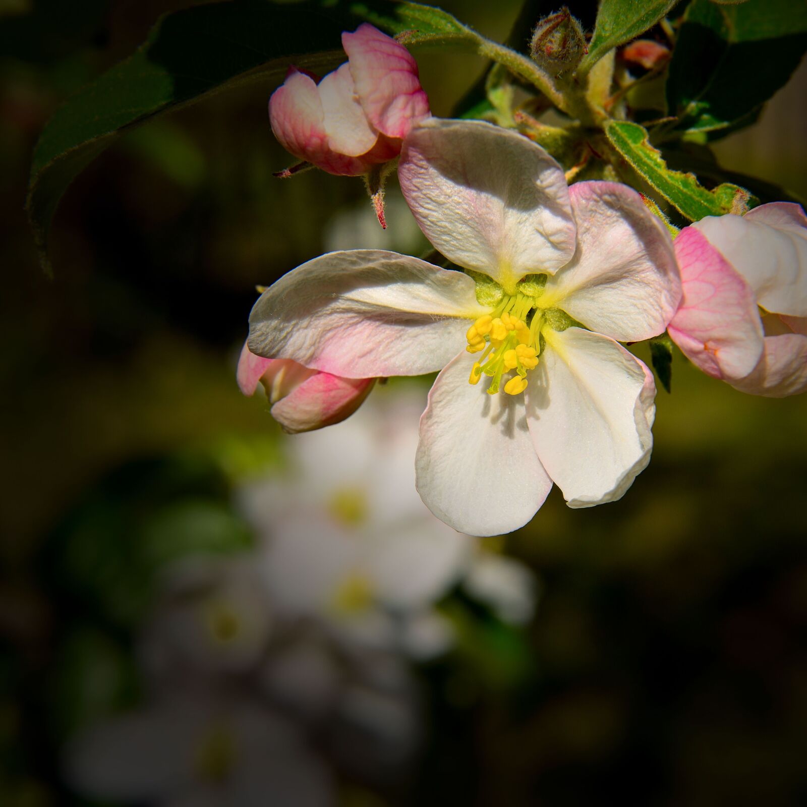Nikon D5500 sample photo. Apple blossom, nature, spring photography