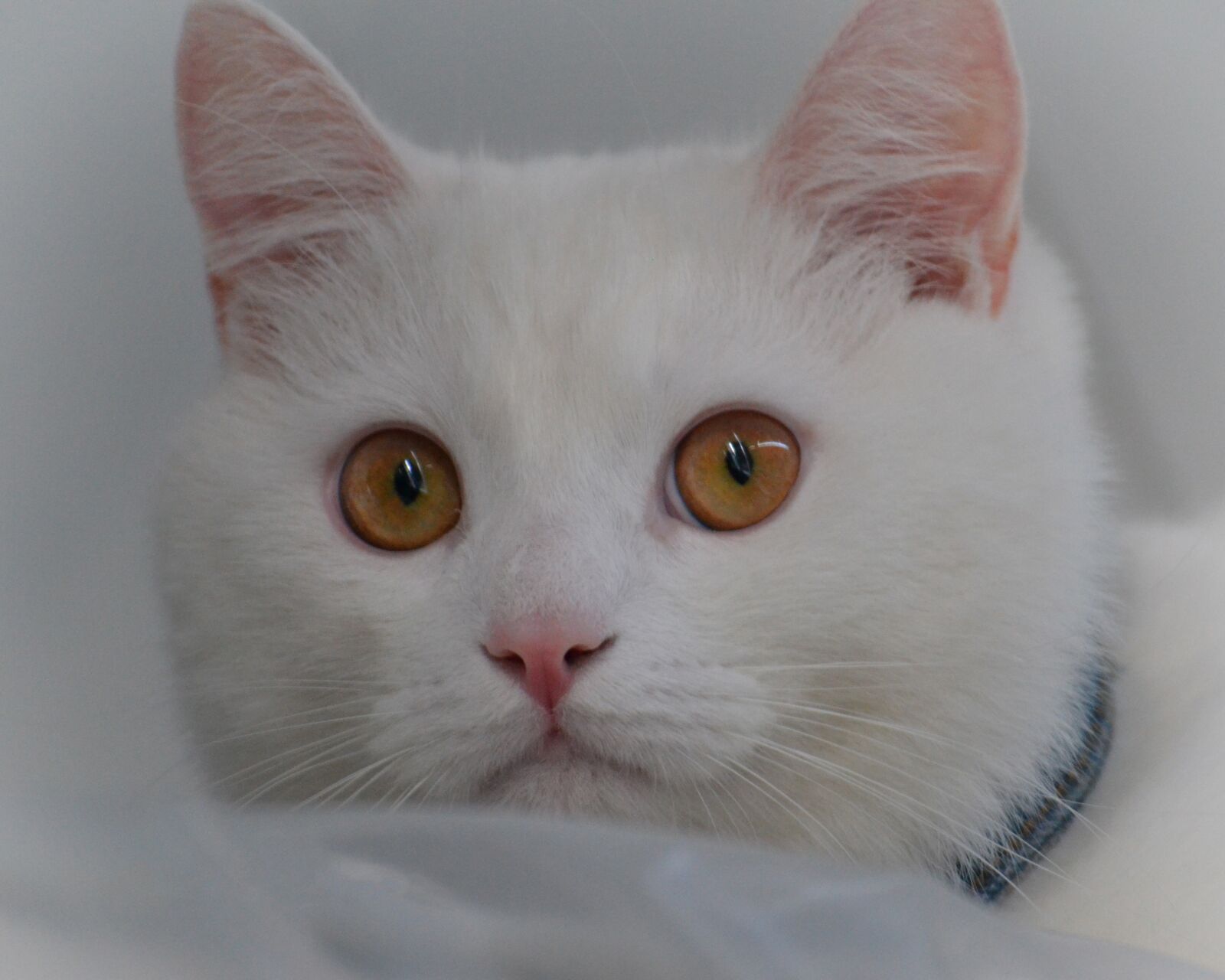 Nikon D3100 sample photo. Cat, white, kitten photography