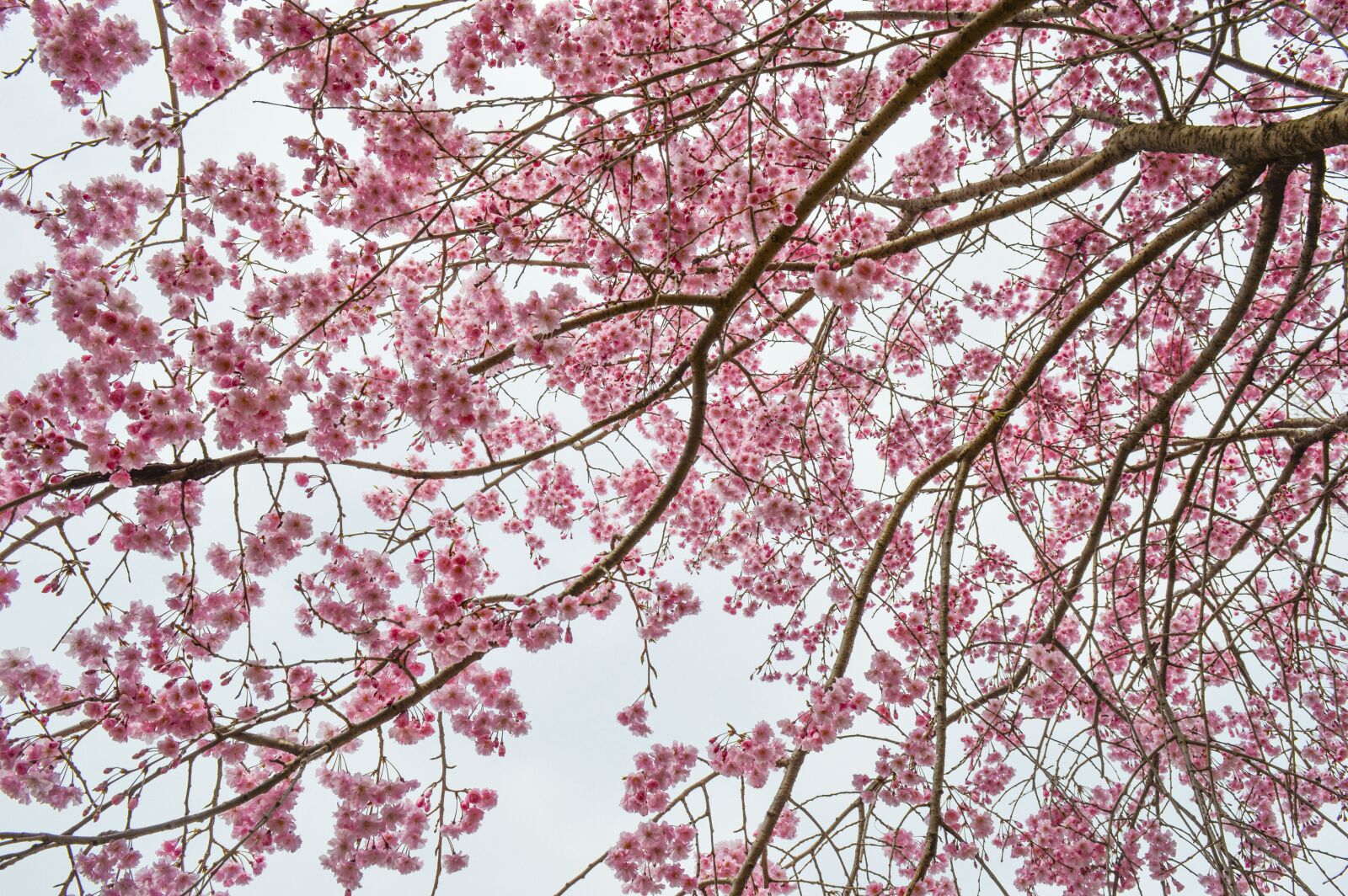 Nikon D3200 sample photo. Cherry blossom, plant, pink photography